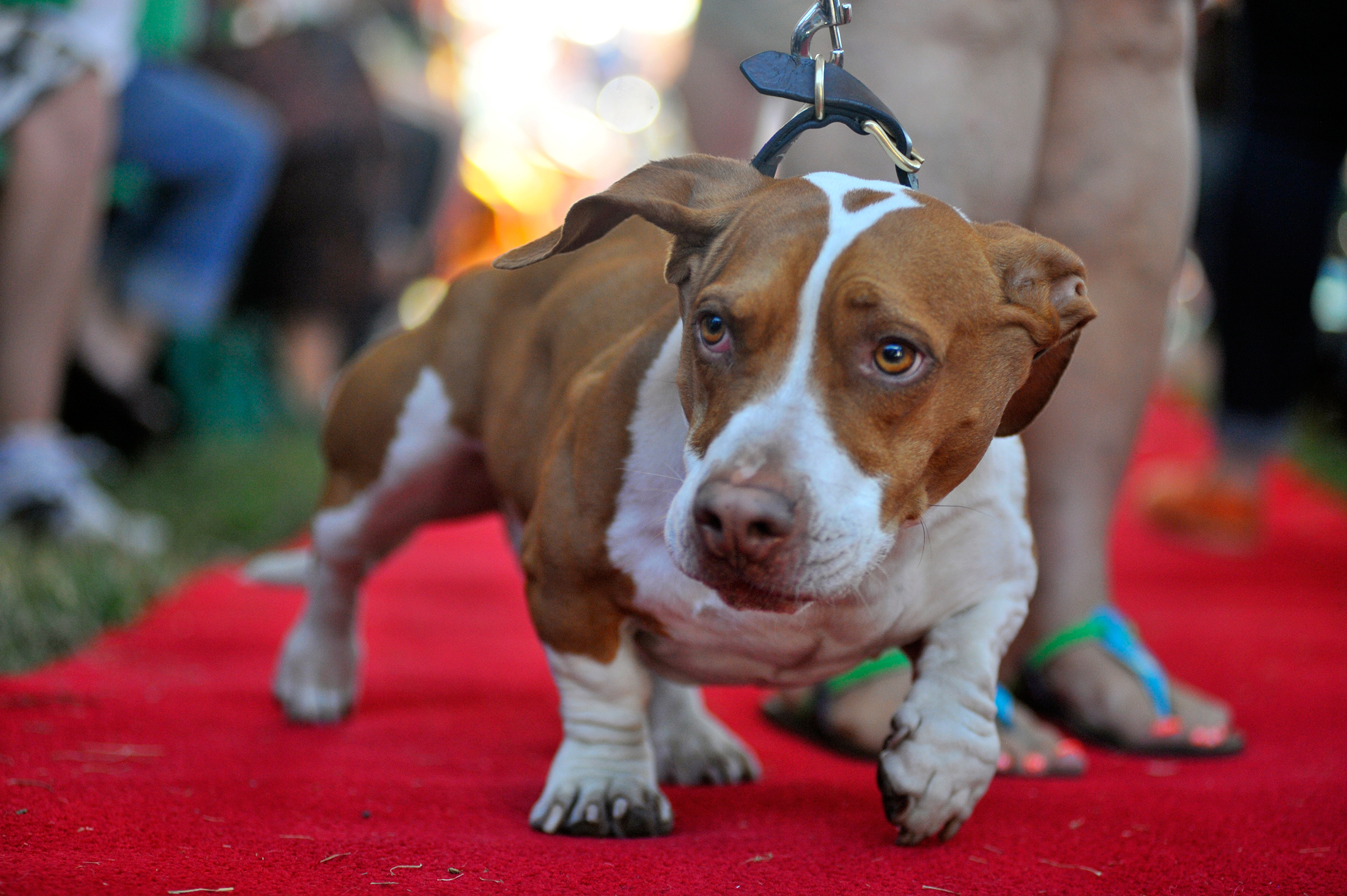 Walle, a Beagle-Basset, walks down the red carpet at the start of the World's Ugliest Dog competition in Petaluma, Calif., on June 21, 2013.