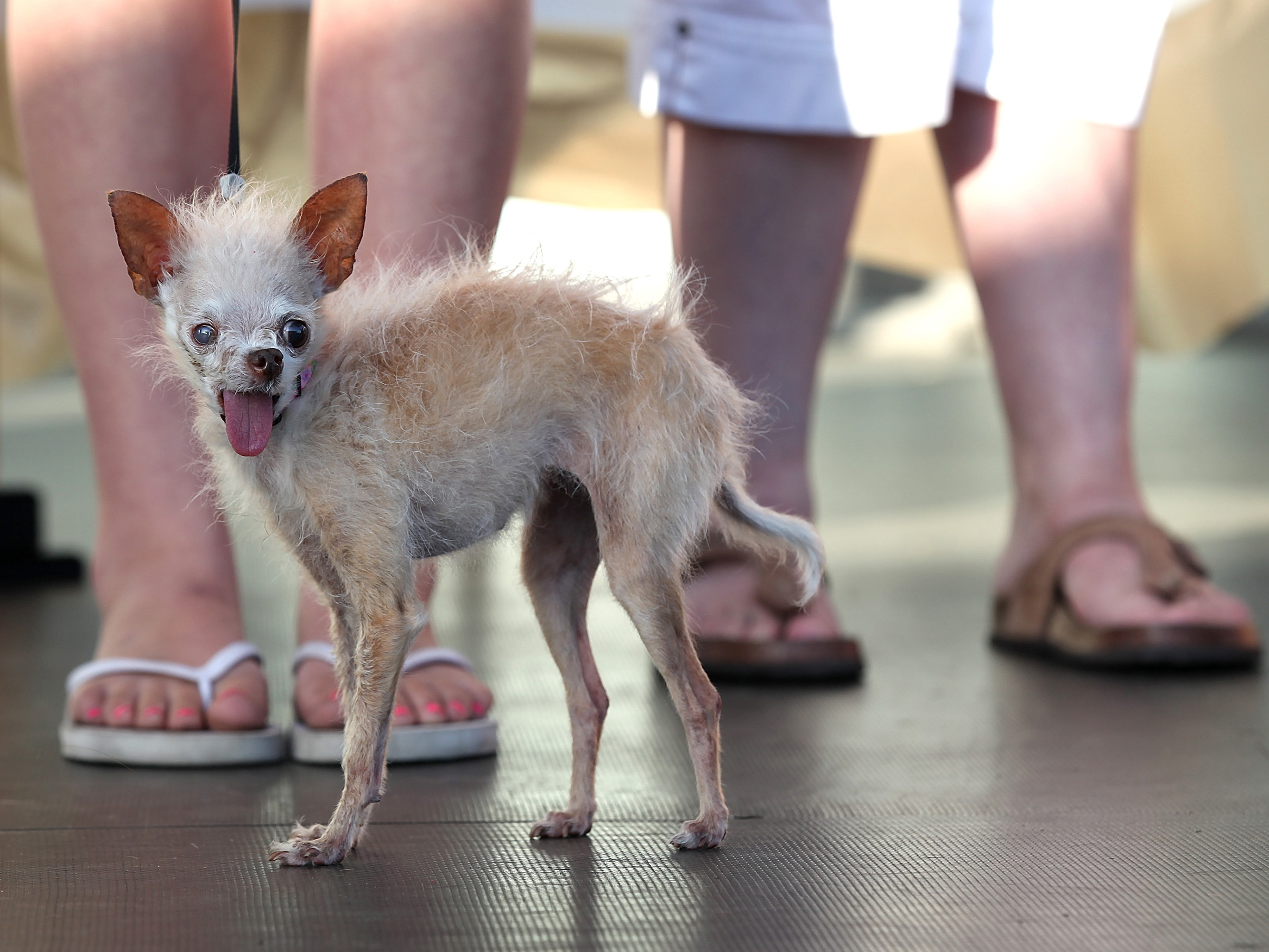 A dog named Yoda looks on during the 23rd Annual World's Ugliest Dog Contest at the Sonoma-Marin County Fair on June 24, 2011 in Petaluma, Calif.