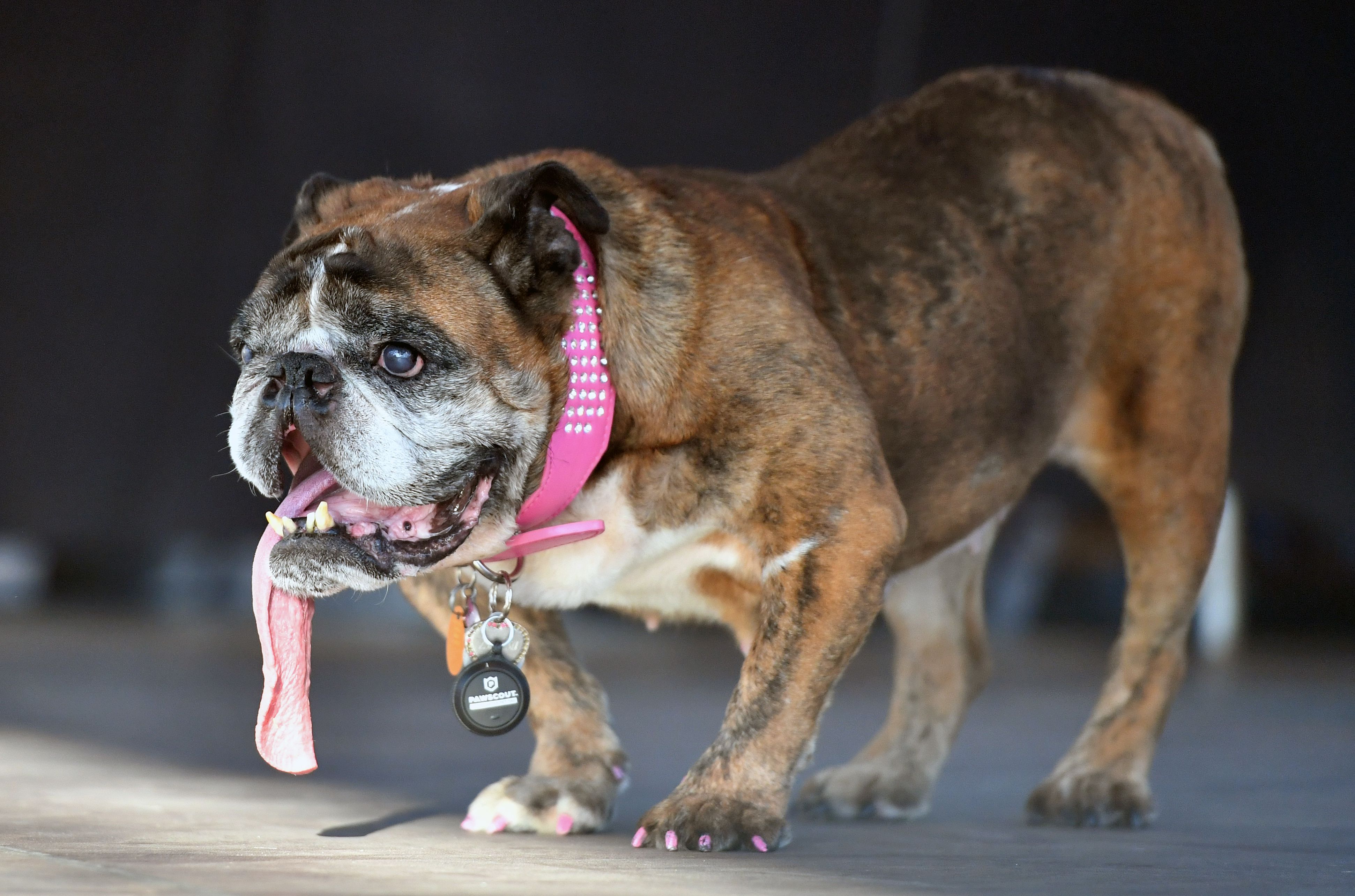 Zsa Zsa, an English Bulldog, stands on stage after winning The World's Ugliest Dog Competition in Petaluma, north of San Francisco, California on June 23, 2018. - Zsa Zsa won first place and was awarded $1500, a trophy, and will be flown to New York for media appearances.