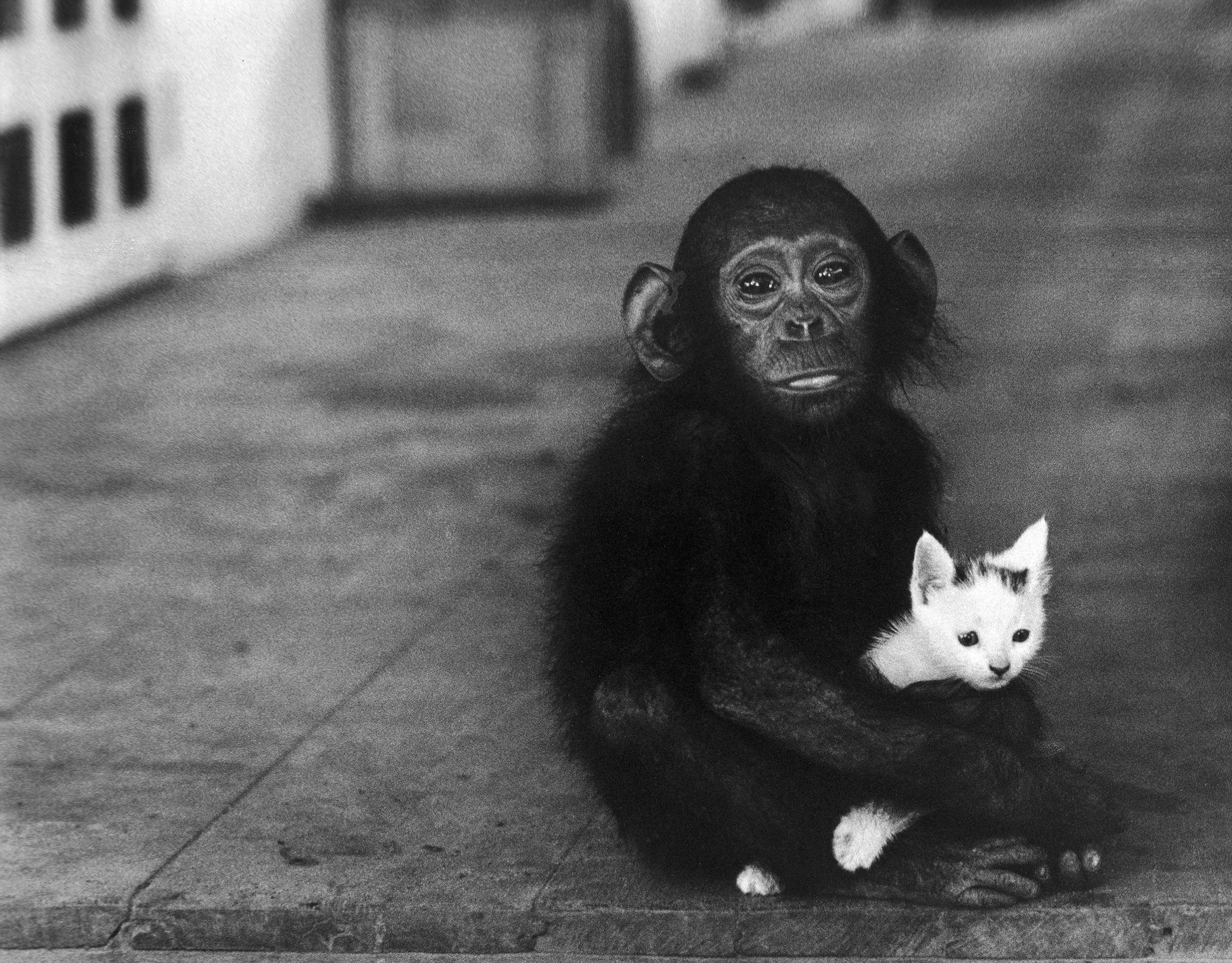 Baby chimpanzee holding a kitten at Dr. Albert Schweitzer's hospital, 1954.