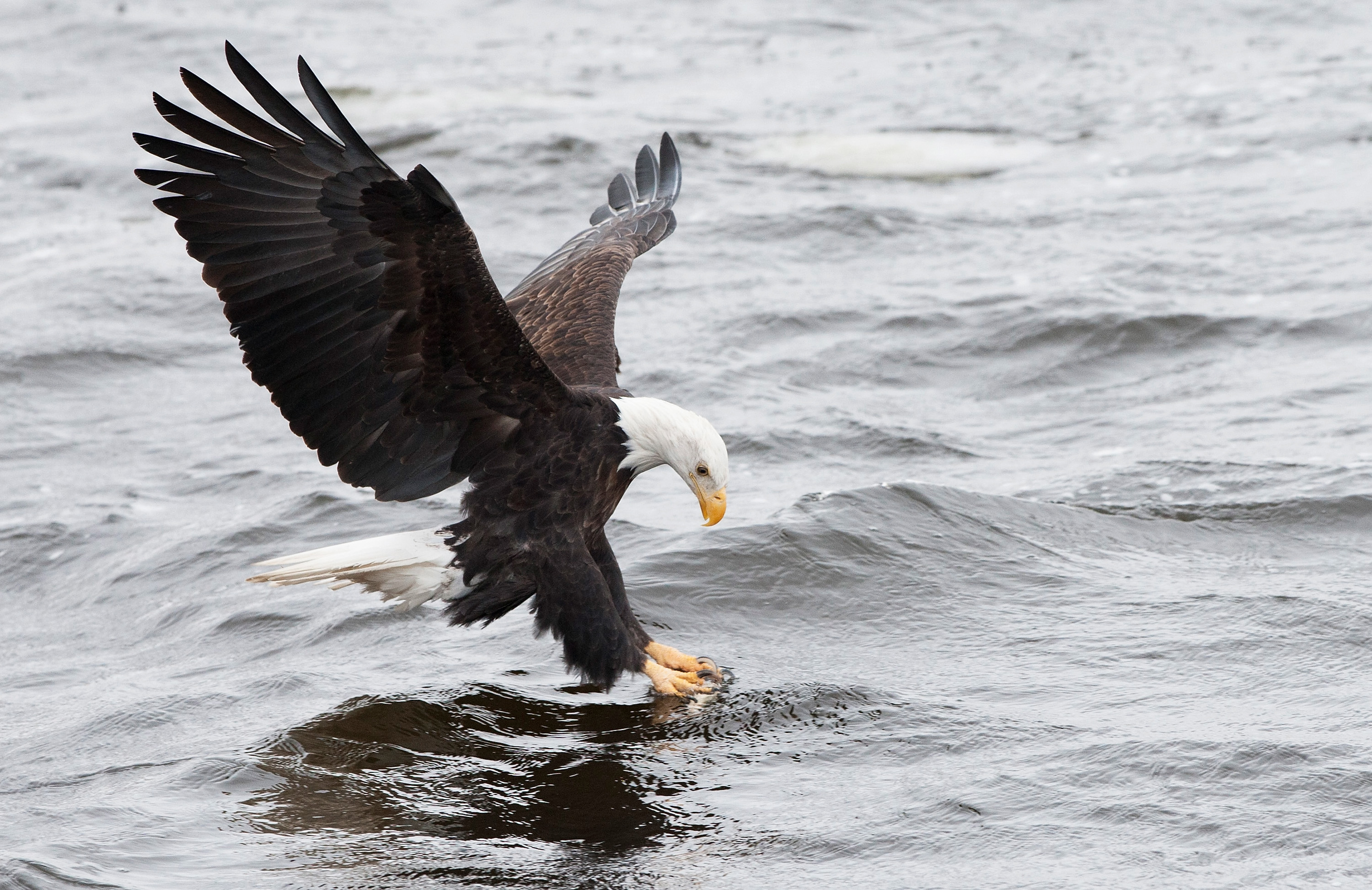 A bald eagle attempts to catch a fish at Mississippi River on January 11, 2015 in Rock Island, Illinois. (Gabriel Grams—Getty Images)
