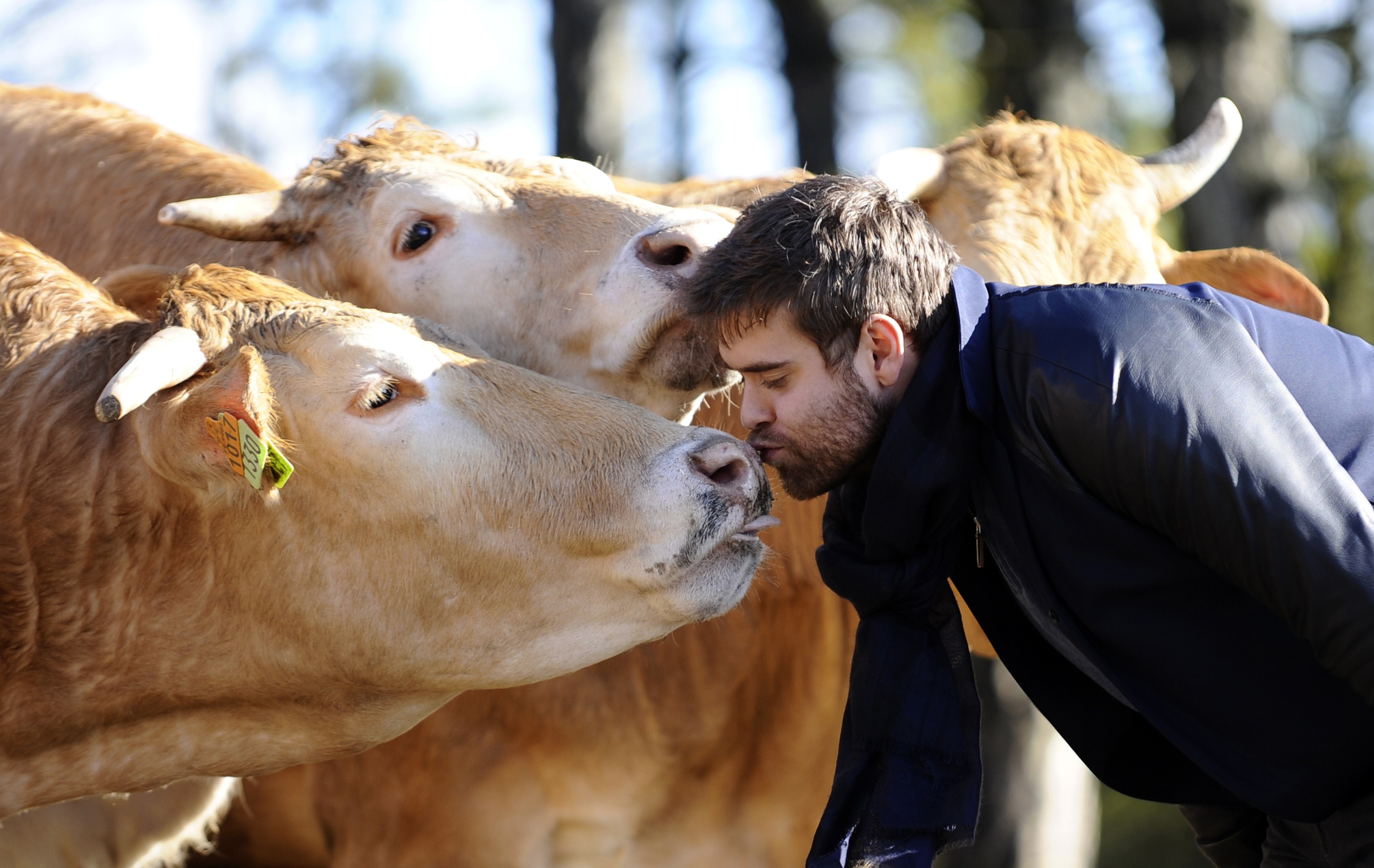 Cows of the Blonde d'Aquitaine breed of the French breeder and butcher Alexandre Polmard (R) are pictured on February 23, 2015 in Saint-Mihiel, eastern France. (Jean-Christophe Verhaegen—AFP/Getty Images)