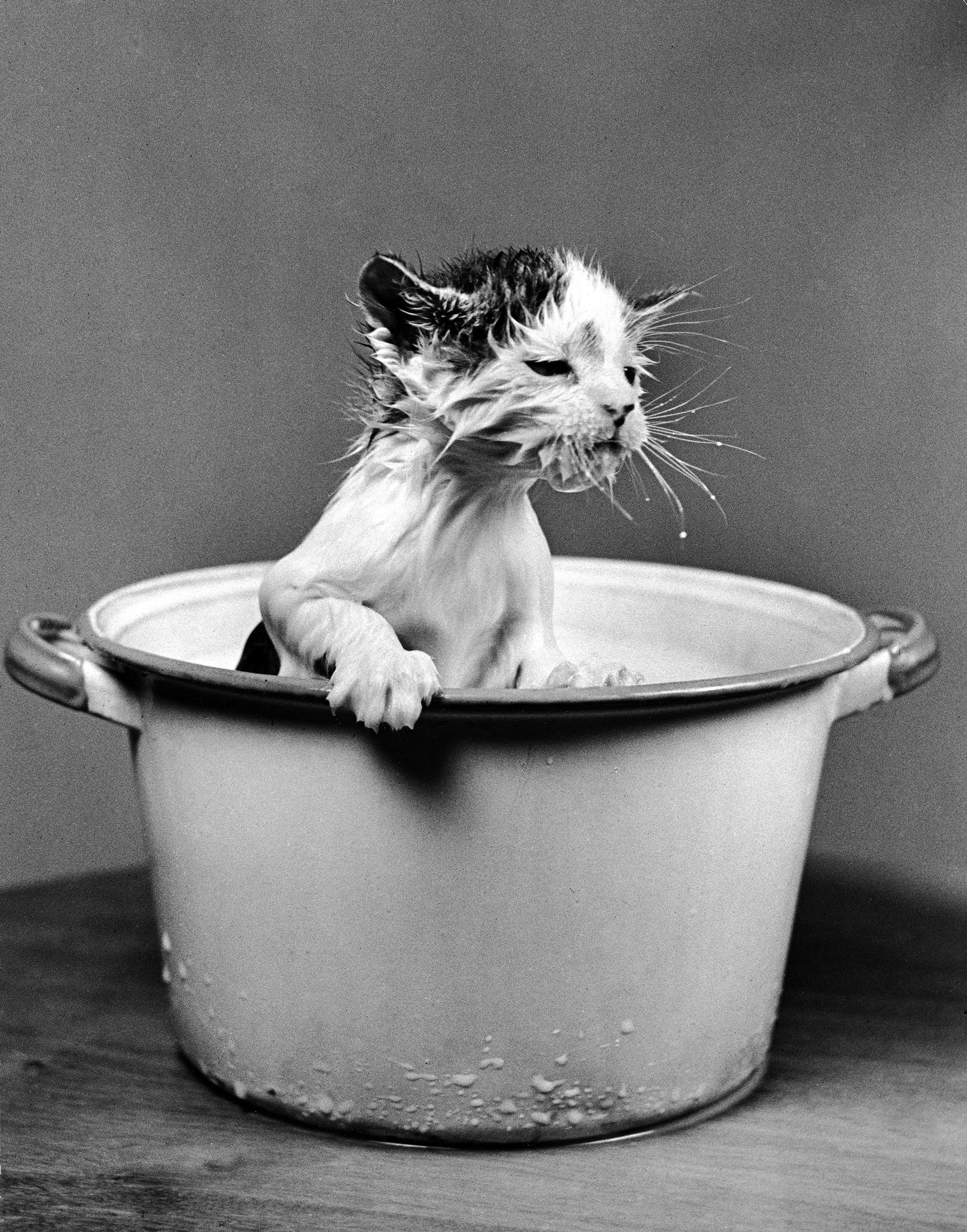 Kitten emerging from pot of milk after falling into it, 1940.