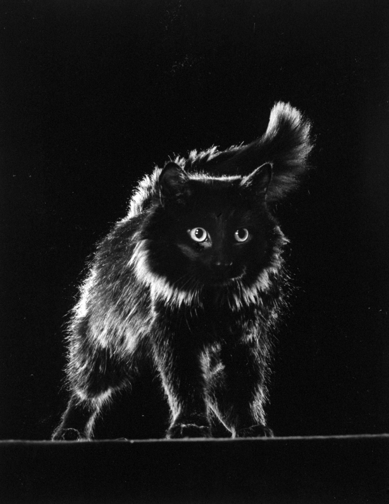 Portrait of Blackie, LIFE photographer Gjon Mili's cat, 1943.