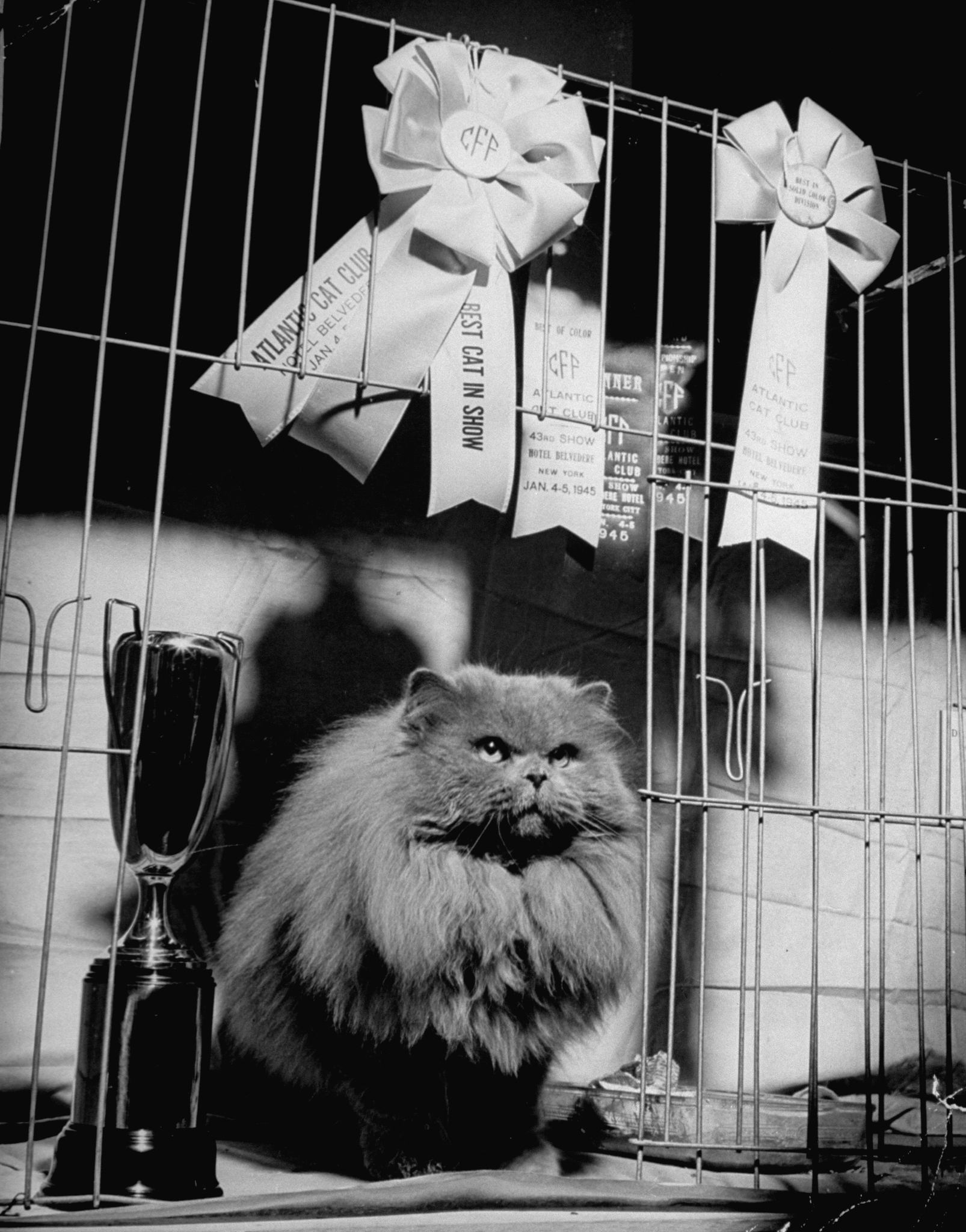 A husky Persian cat posing with his ribbions and trophy at the Atlantic City Cat Show, 1945.