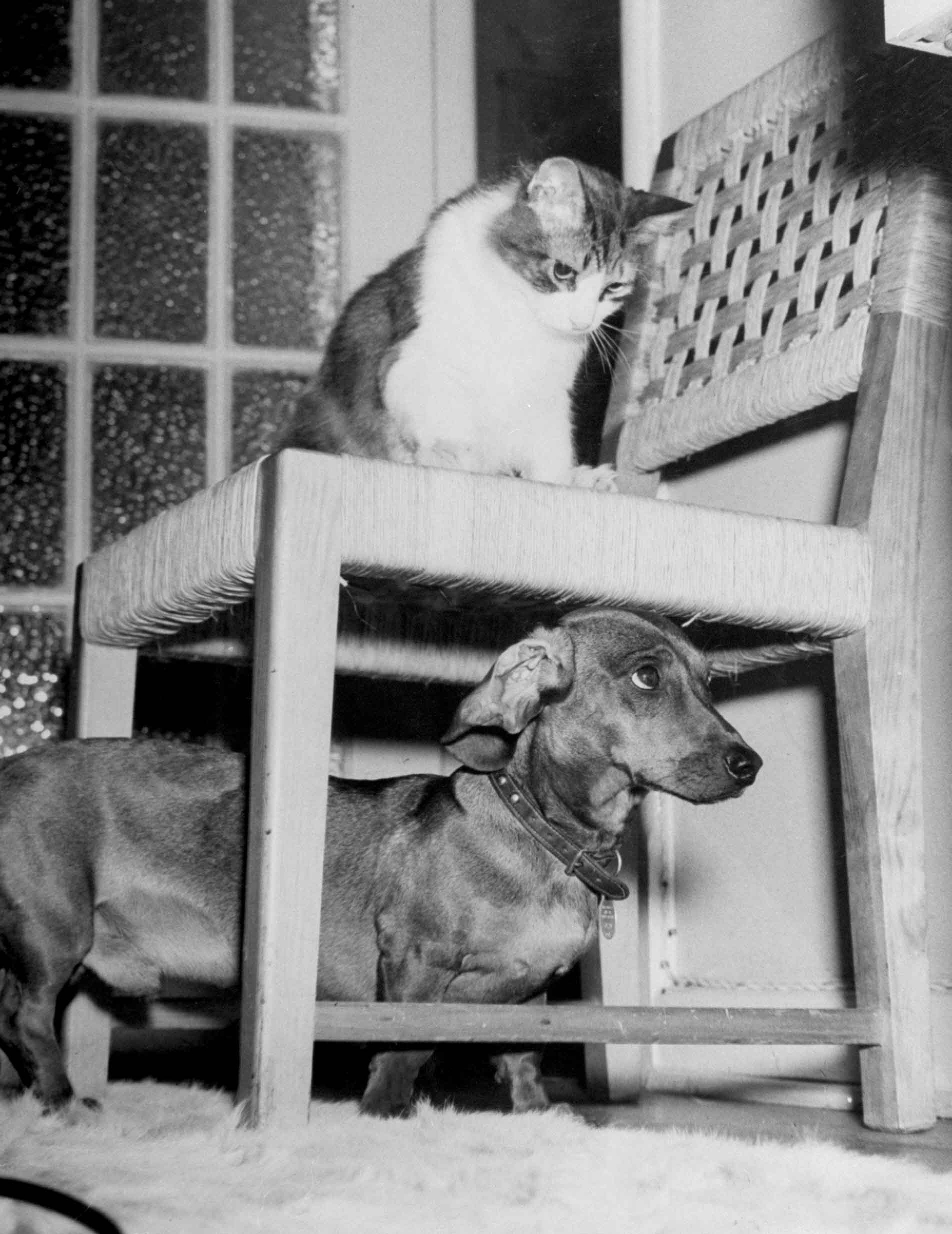 Rudy the Dachshund and Trudy the cat engaged in hide and seek or"pounce on the dog" in prelude to friendly roughhousing wrestling match between the pet housemates. 1946.
