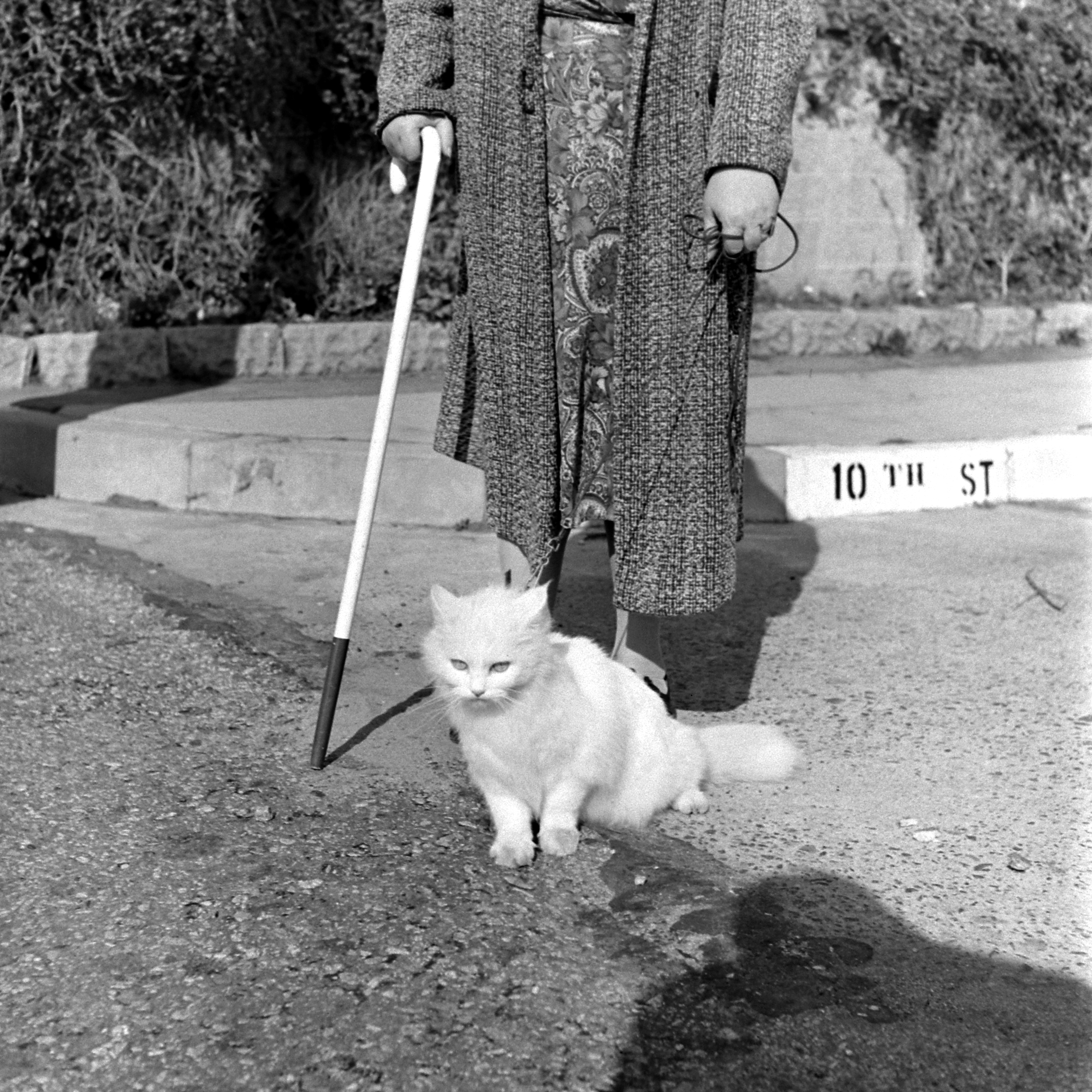 Baby the Seeing Eye Cat, 1947.
