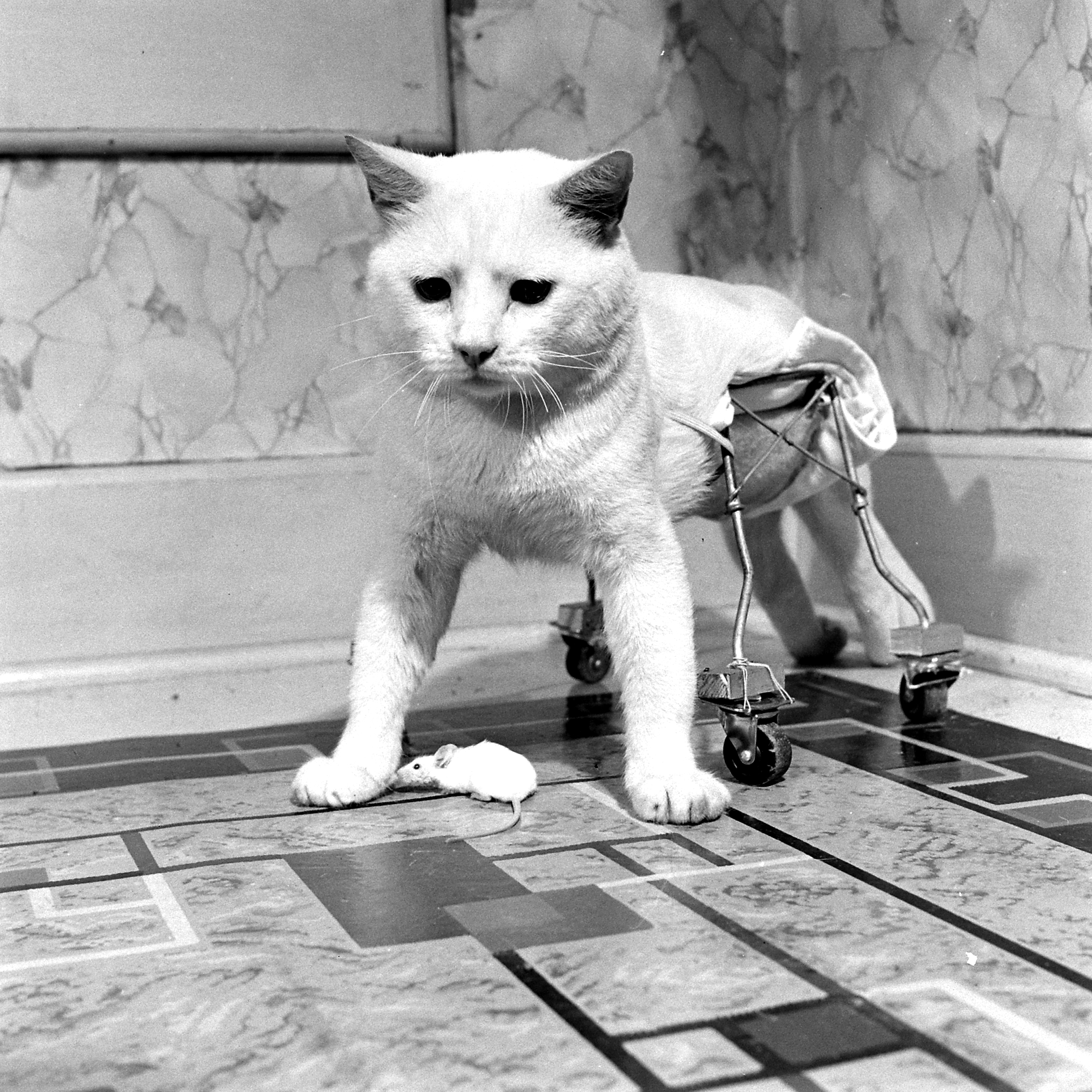 Cat on Wheels, 1948.