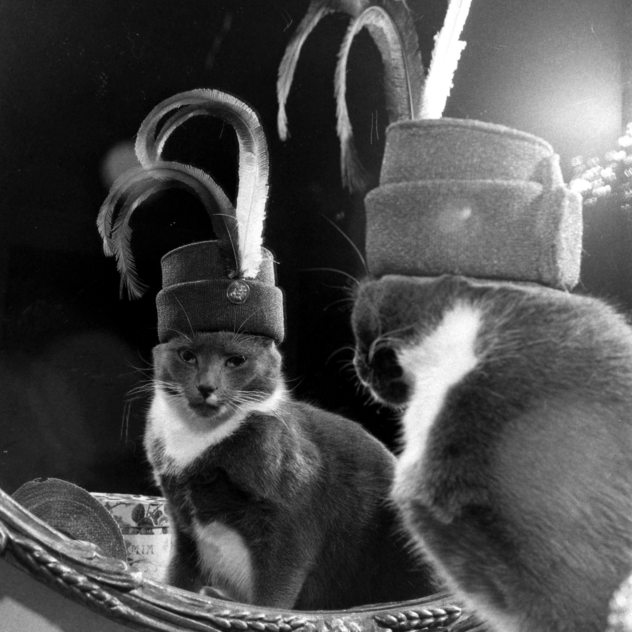 A cat named Monkey with a large hat collection, circa 1948/1949.