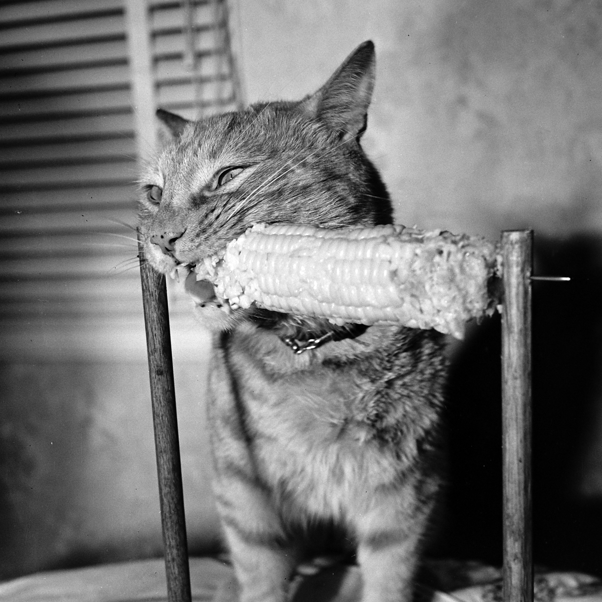 Nipper, the corn loving cat, 1951.