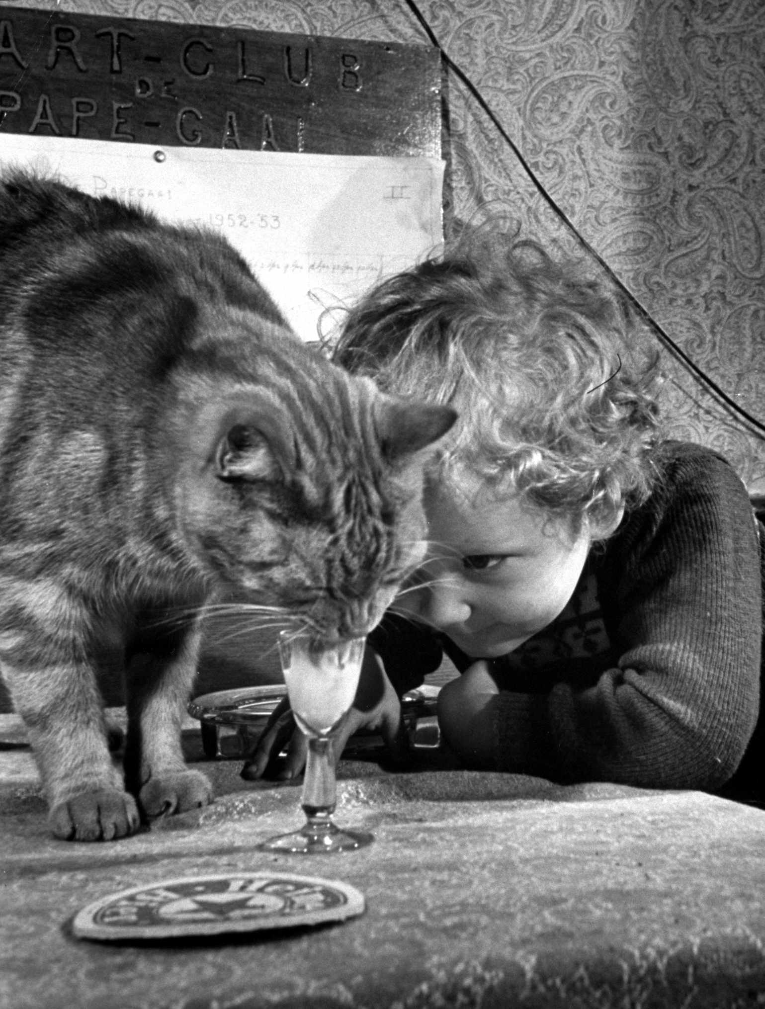 Dutch billiards prodigy Renske Quax feeding cream to his cat, 1953.