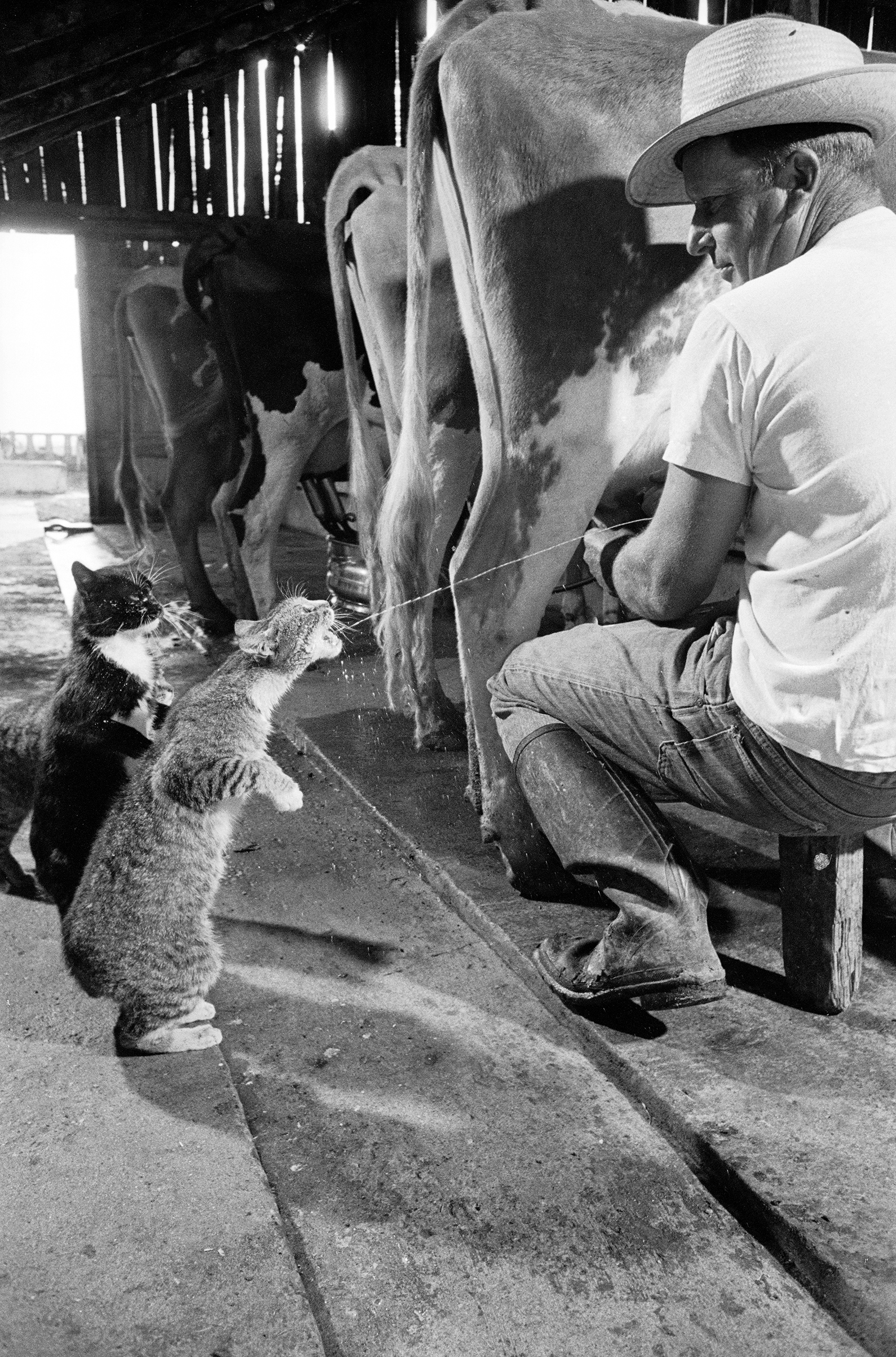 Cats Blackie Brownie catching squirts of milk during milking at Arch Badertscher's dairy farm. 1954.