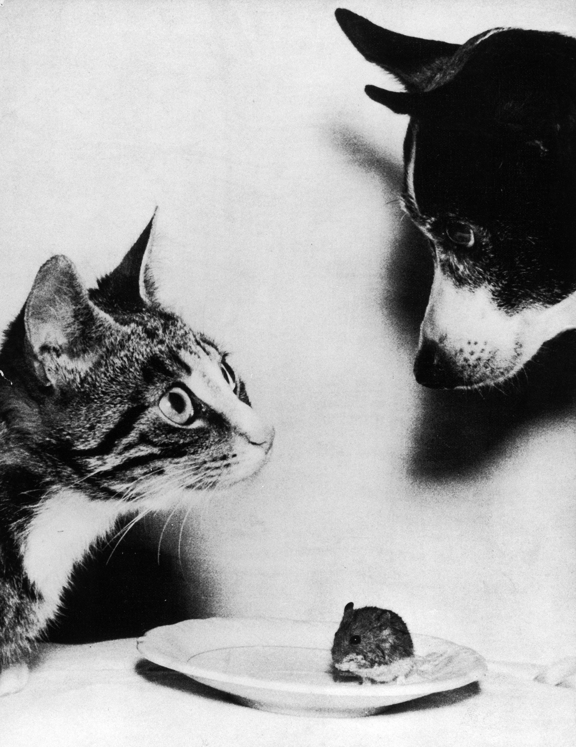 Pets of the Lyng family, Mitten the cat, Tosen the dog and an unnamed mouse, 1955.