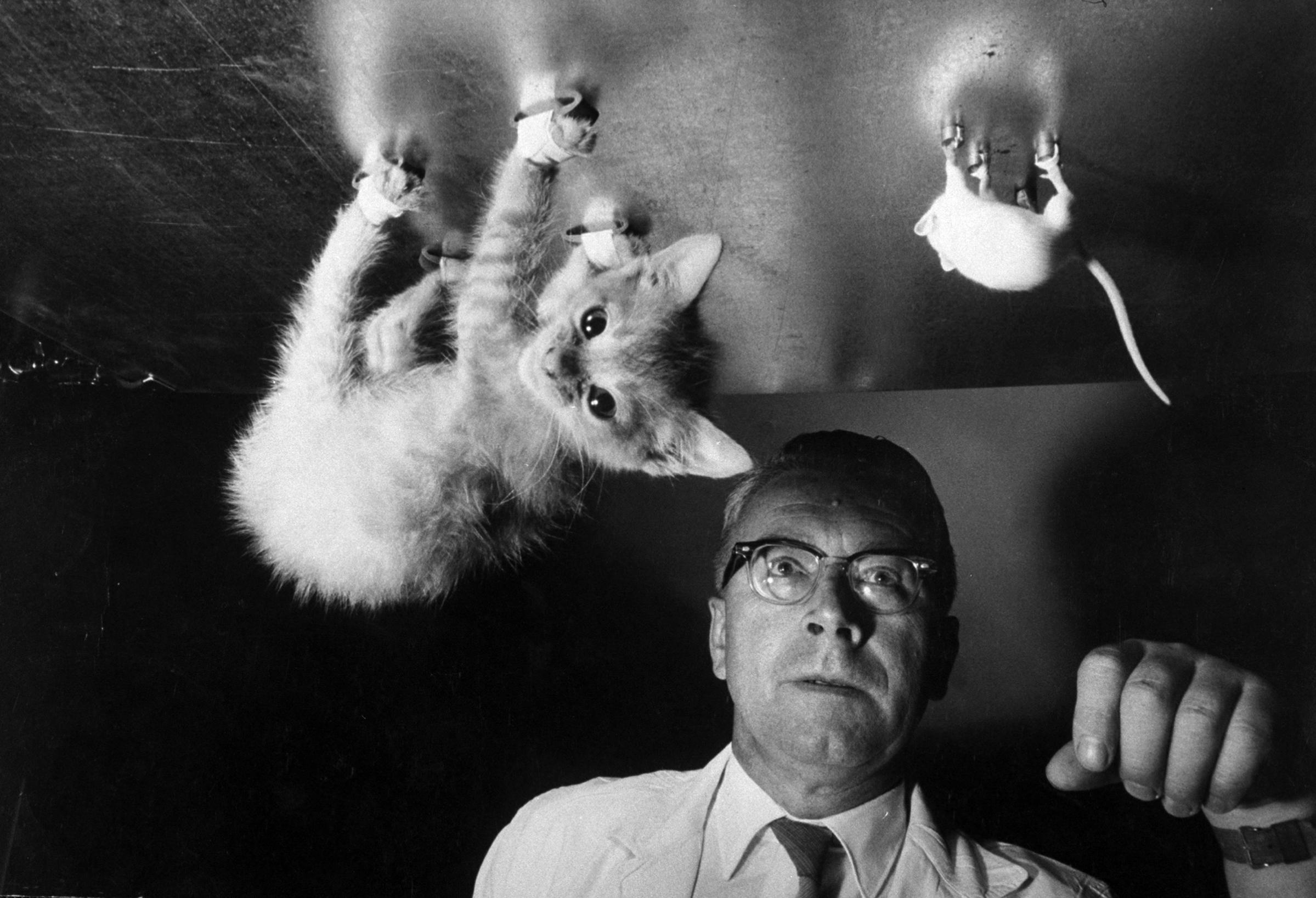 Naval researcher Dr. Dietrich Beischer testing effects of being upside-down for prolonged periods of time on a cat and mouse, 1958.