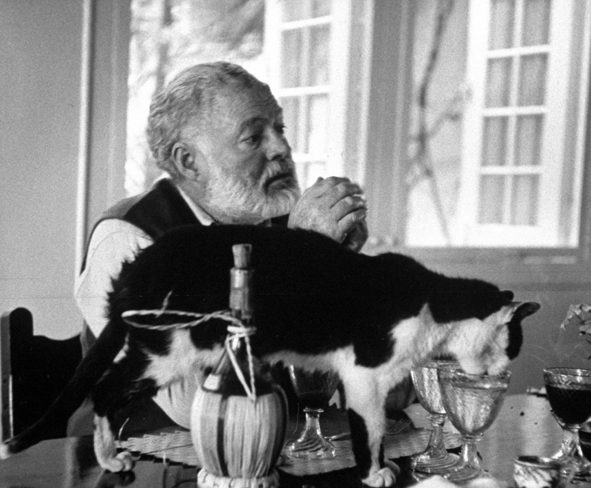 Ernest Hemingway sitting while a cat drinks out of a water glass on the table, 1959.