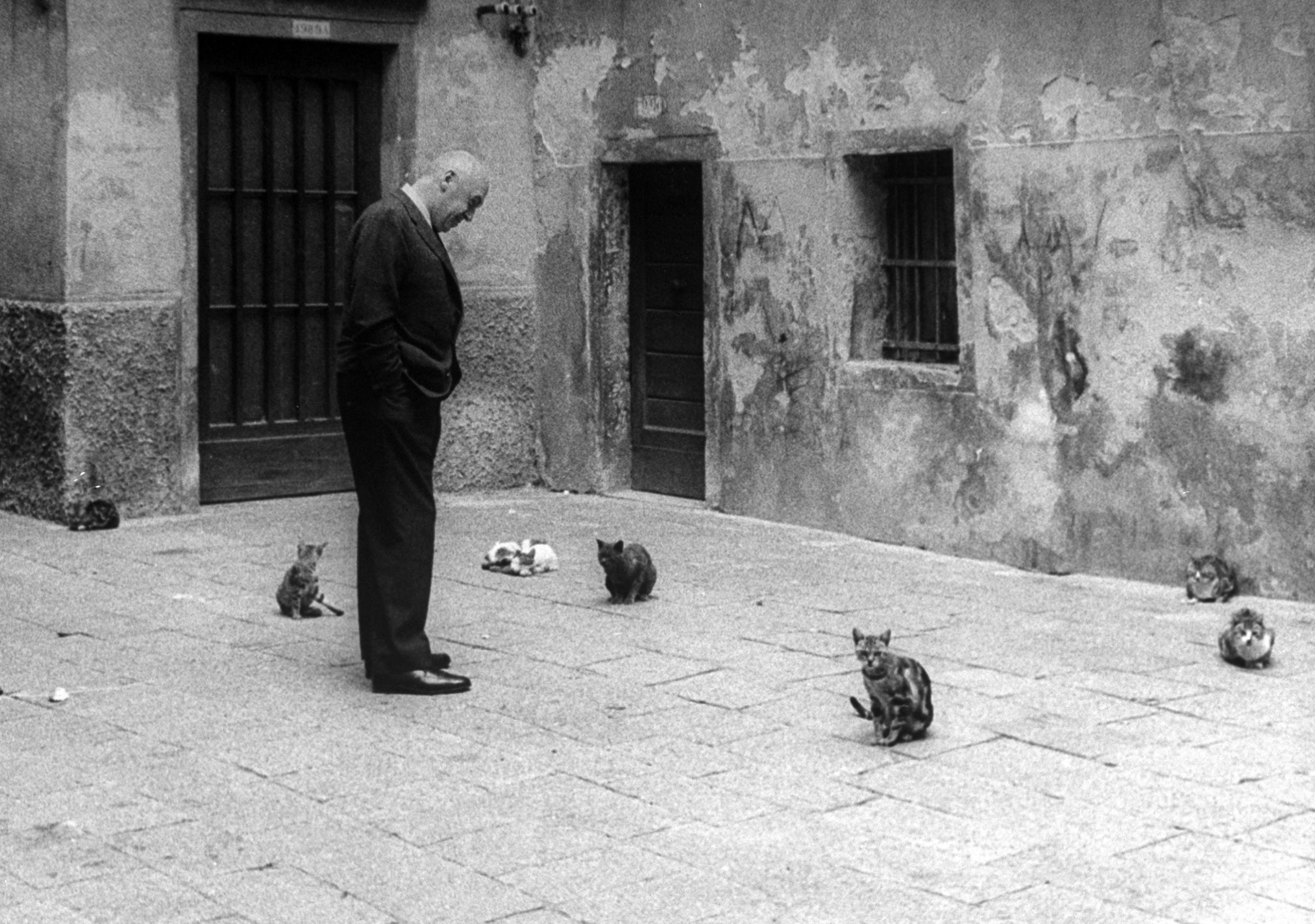 Otto Preminger looking at stray cats on Venice street while attending Venice Film Festival at which his film "Anatomy of a Murder" was shown, 1959.
