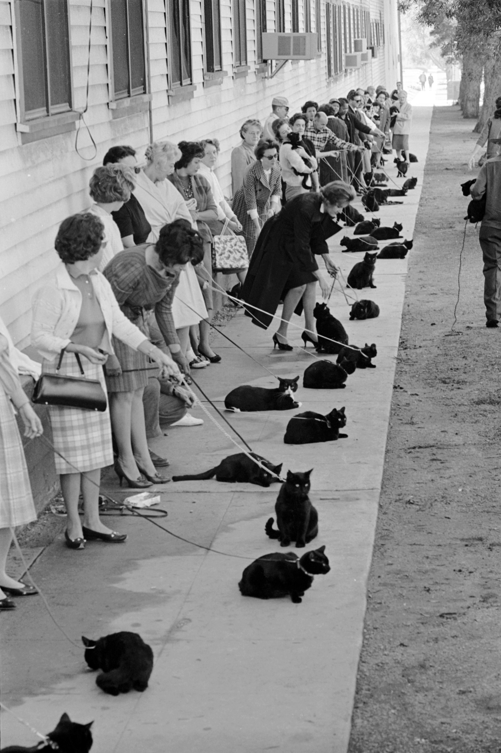 Black cats and their owners in line for audition and casting for movie "Tales of Terror," 1961.