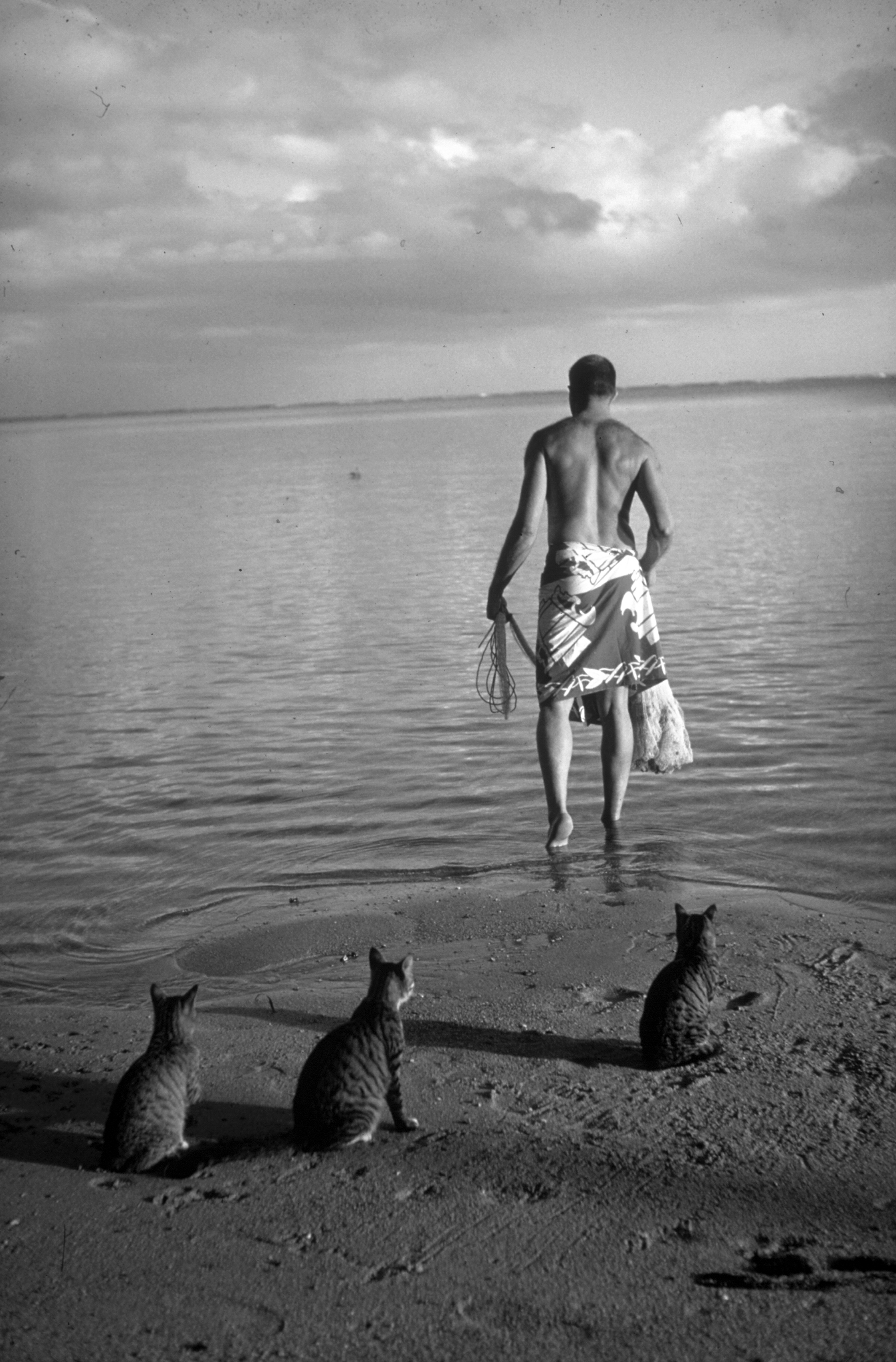 Ordinary striped tabby cats waiting on beach as a man goes out into the water to catch fish, 1962.