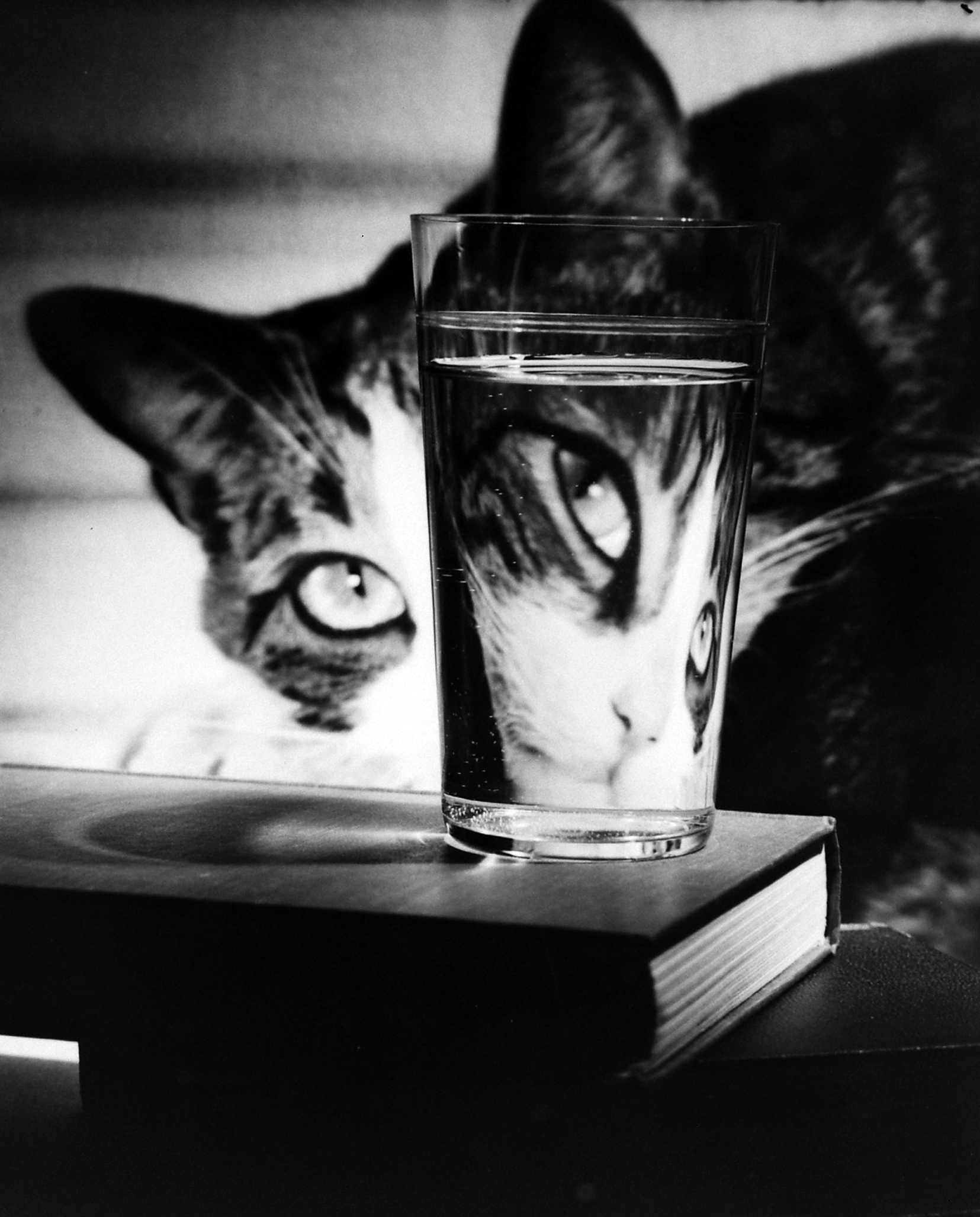 Manipulation of light to create emotive and visual effects with a cat, 1963.