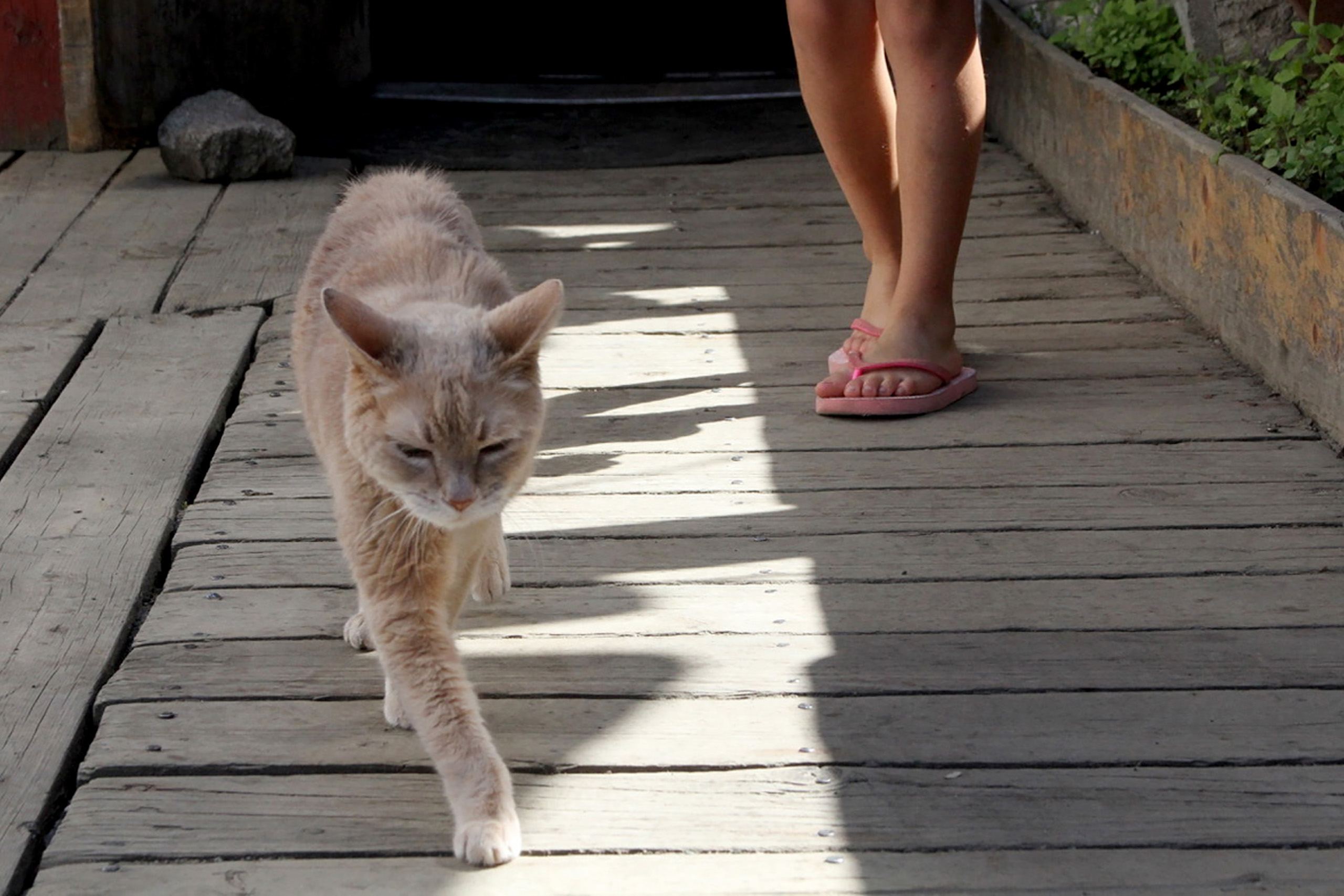 Stubbs, the honorary feline mayor of Talkeetna, Alaska, walks out of the West Rib Bar and Grill, on May 29, 2016. (Mark Thiessen—AP)