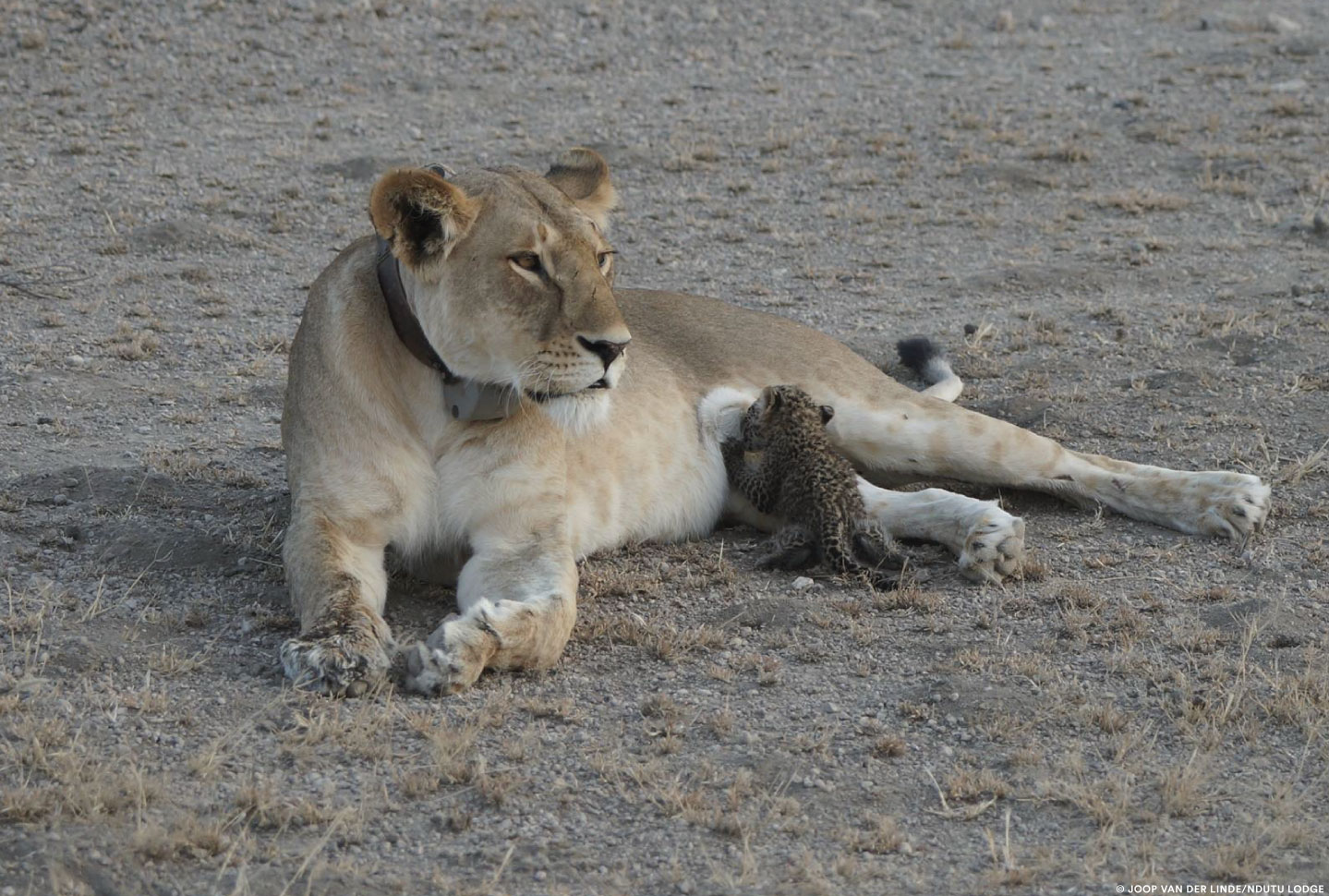 Lioness and Baby Leopard at Ndutu Lodge
