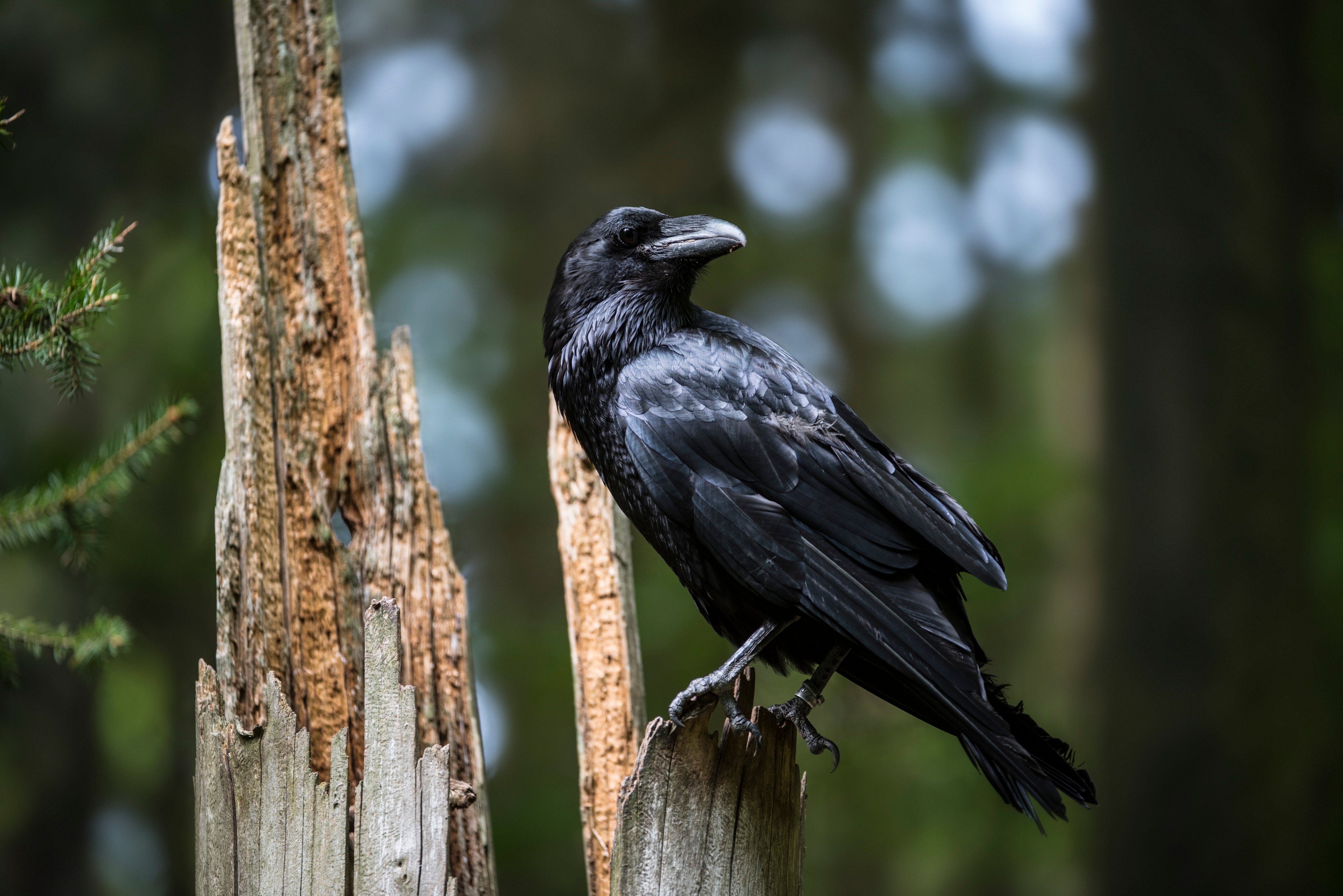 Making plans: The common raven has uncommon skills ((Arterra; UIG via Getty Images))