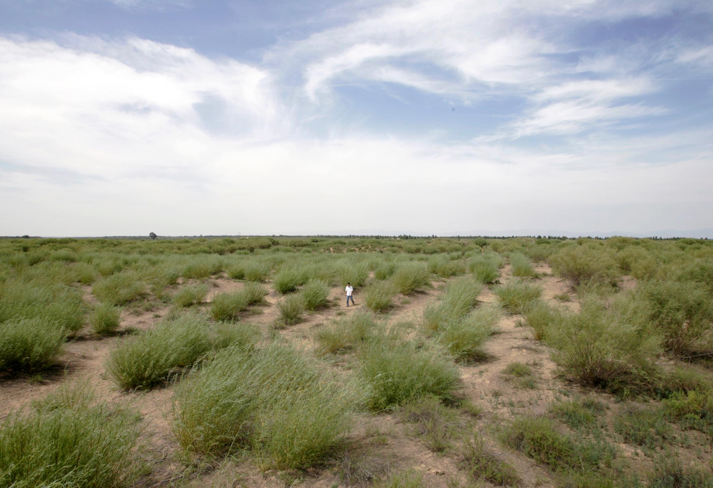 A general view shows the desertification transformation project on the outskirts of Dalate