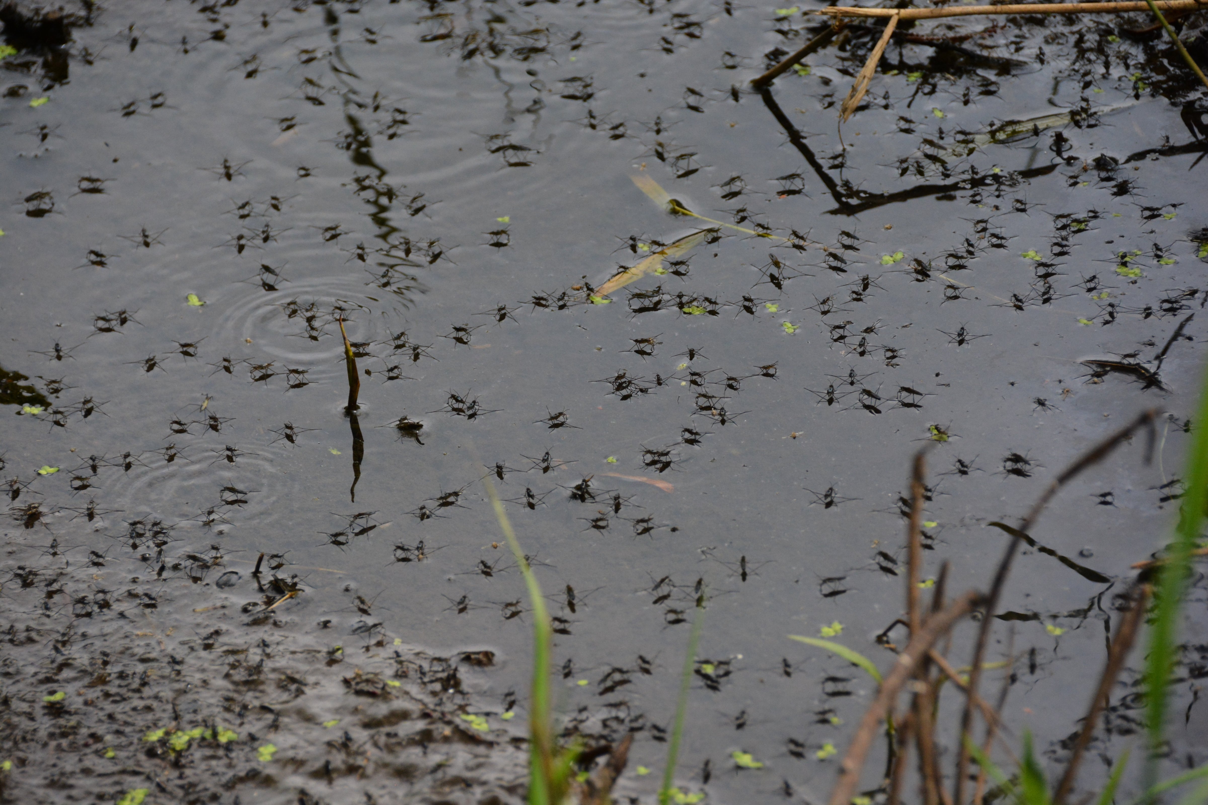 High Angle View Of Mosquitos On Water Surface