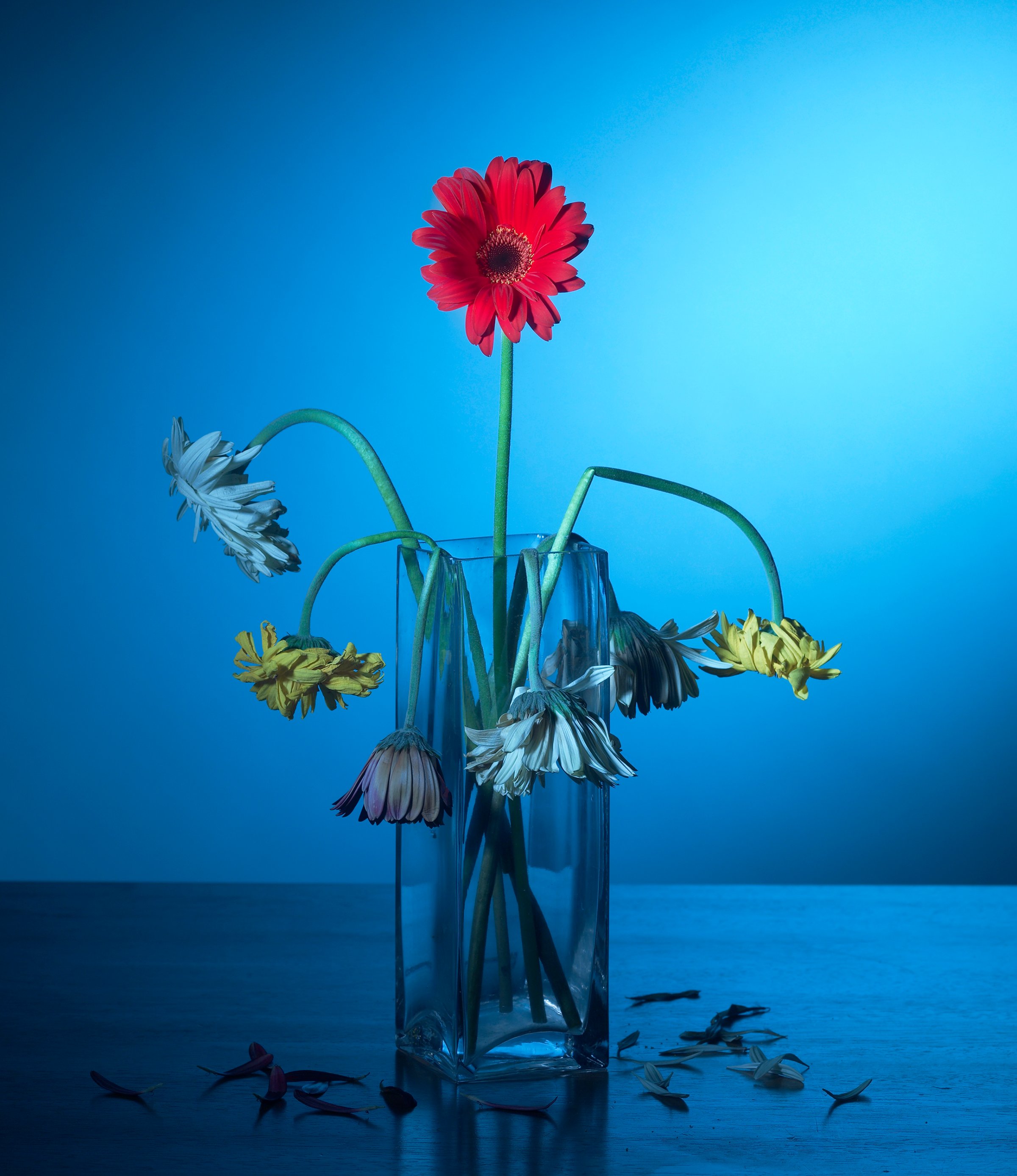 Red flower in glass vase