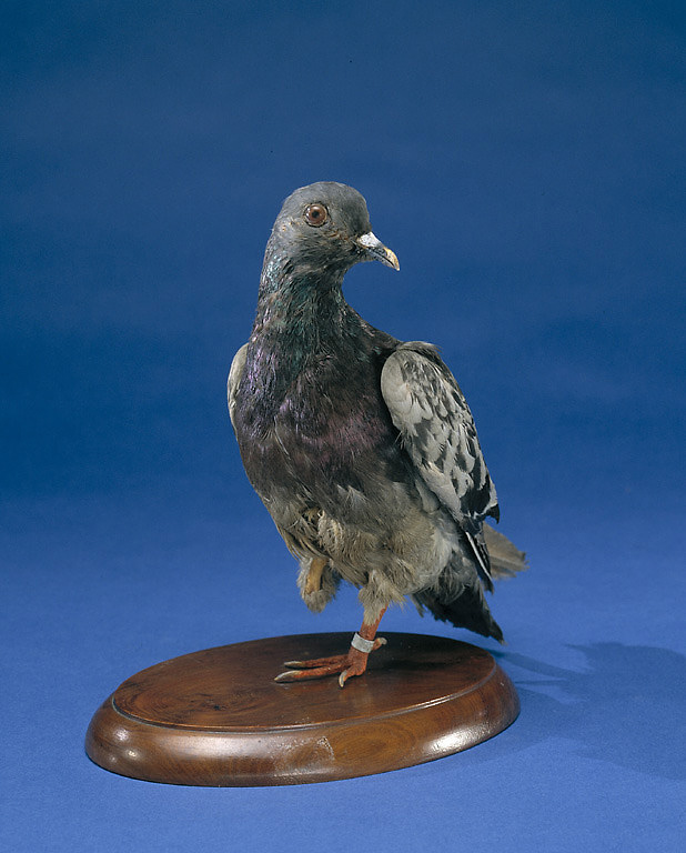 Cher Ami is on display in Price of Freedom at the Smithsonian’s National Museum of American History. (Smithsonian Institution/National Museum of American History)