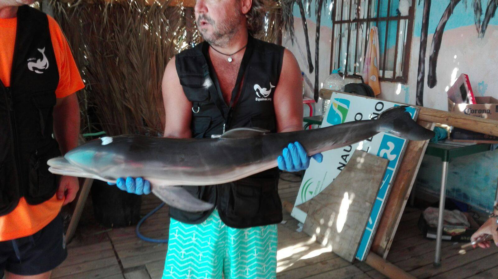 A man holds a dolphin that the group Equinac reported had died in Spain in early August after beachgoers touched and posed for selfies with it. (Equinac)