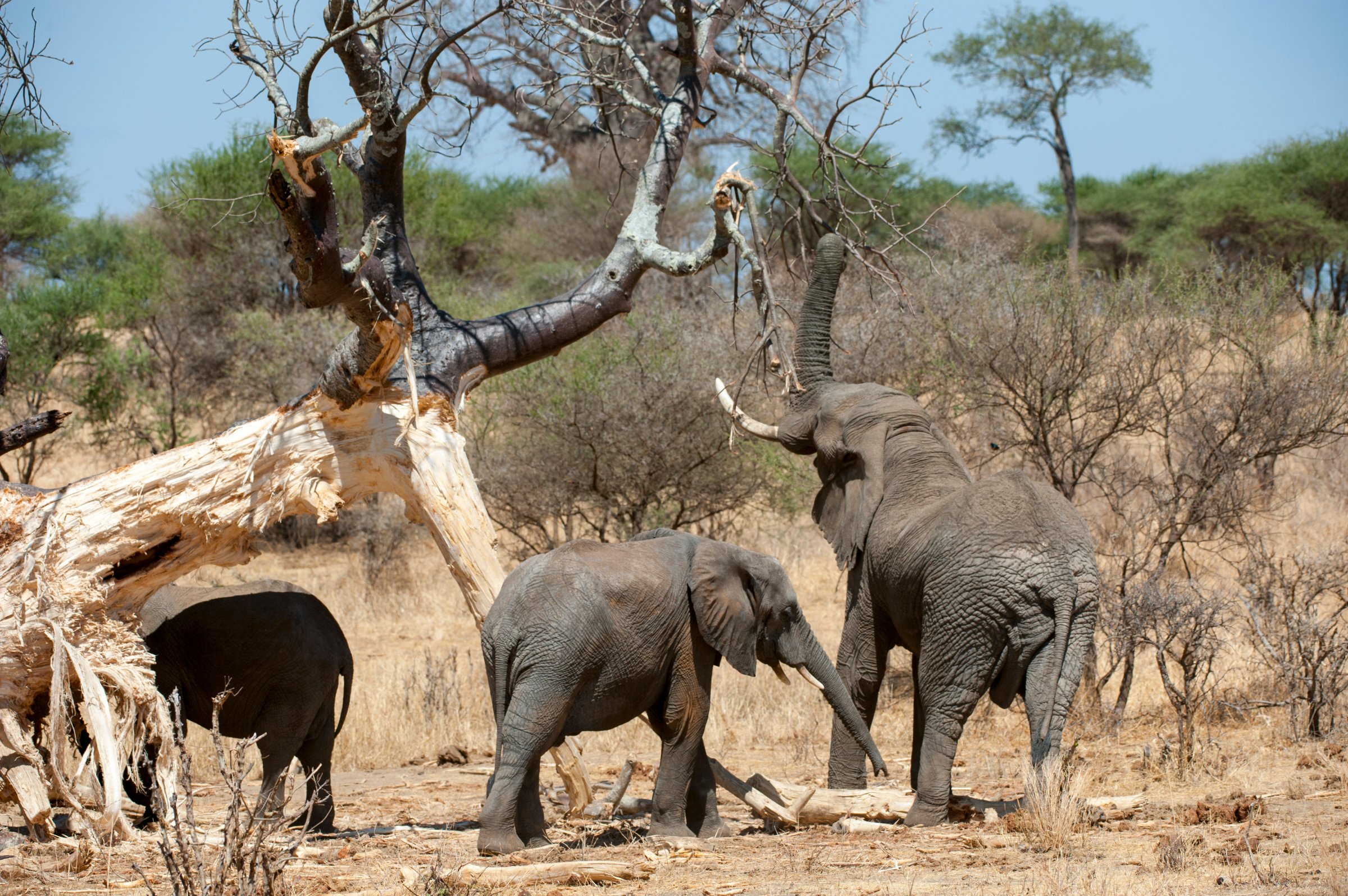 African elephants (Loxodonta africana) feeding on a tree in