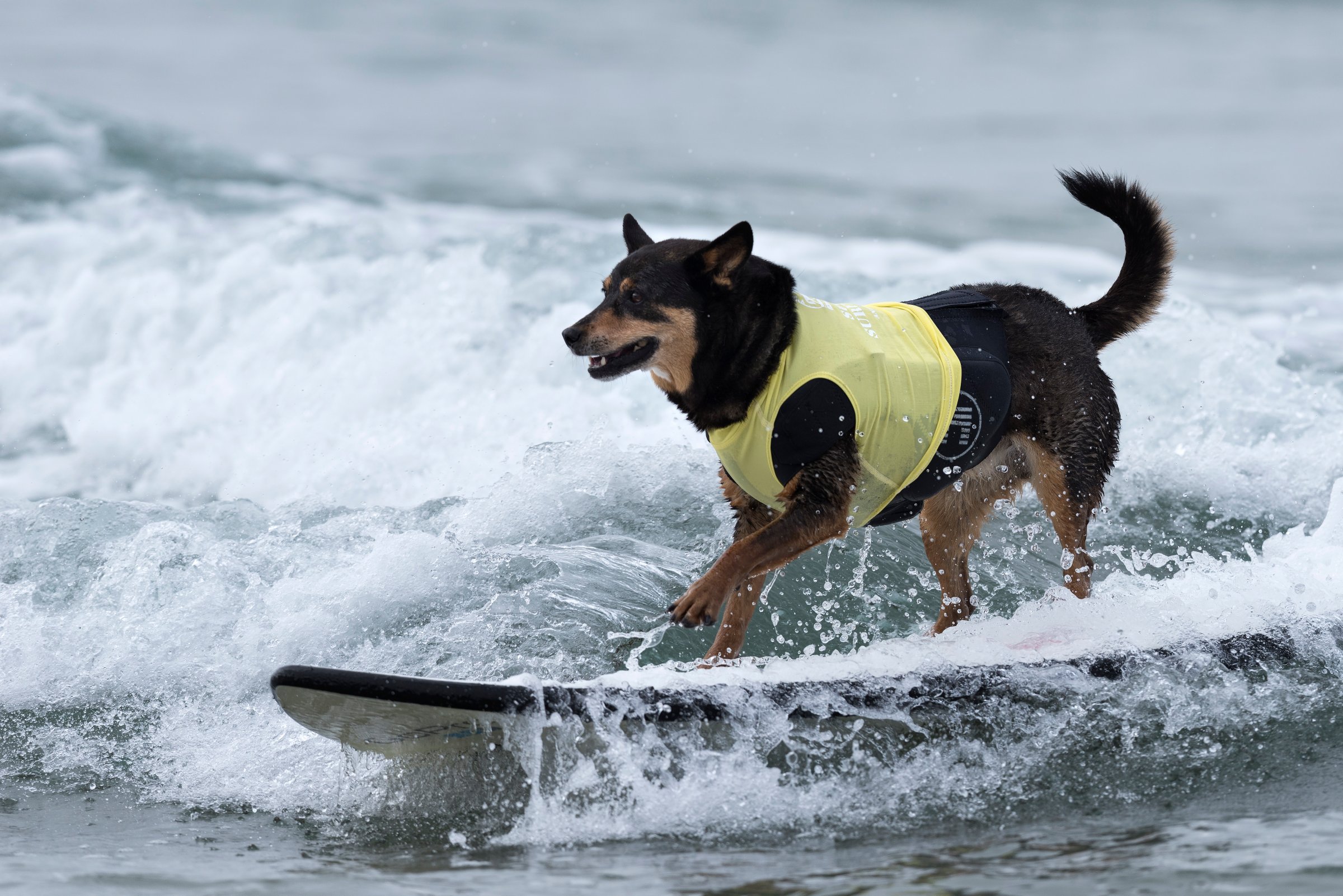 Dogs compete at the 11th annual Surf Dog Surf-A-Thon
