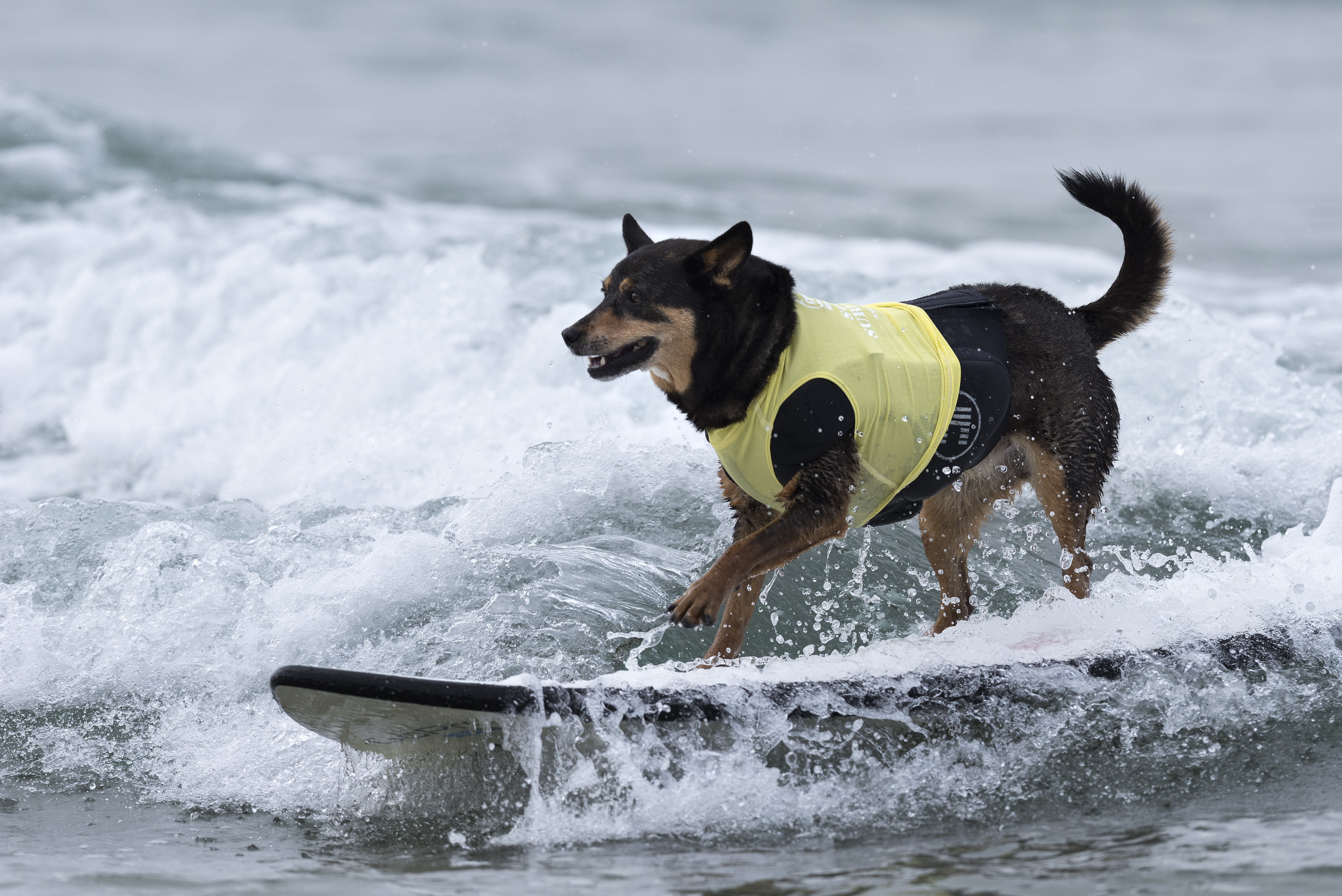 Surfer dog, Abbie, competes in the 11th annual Helen Woodward Animal Centers Surf Dog Surf-A-Thon in Del Mar, California. October 2, 2016. (NurPhoto—NurPhoto via Getty Images)