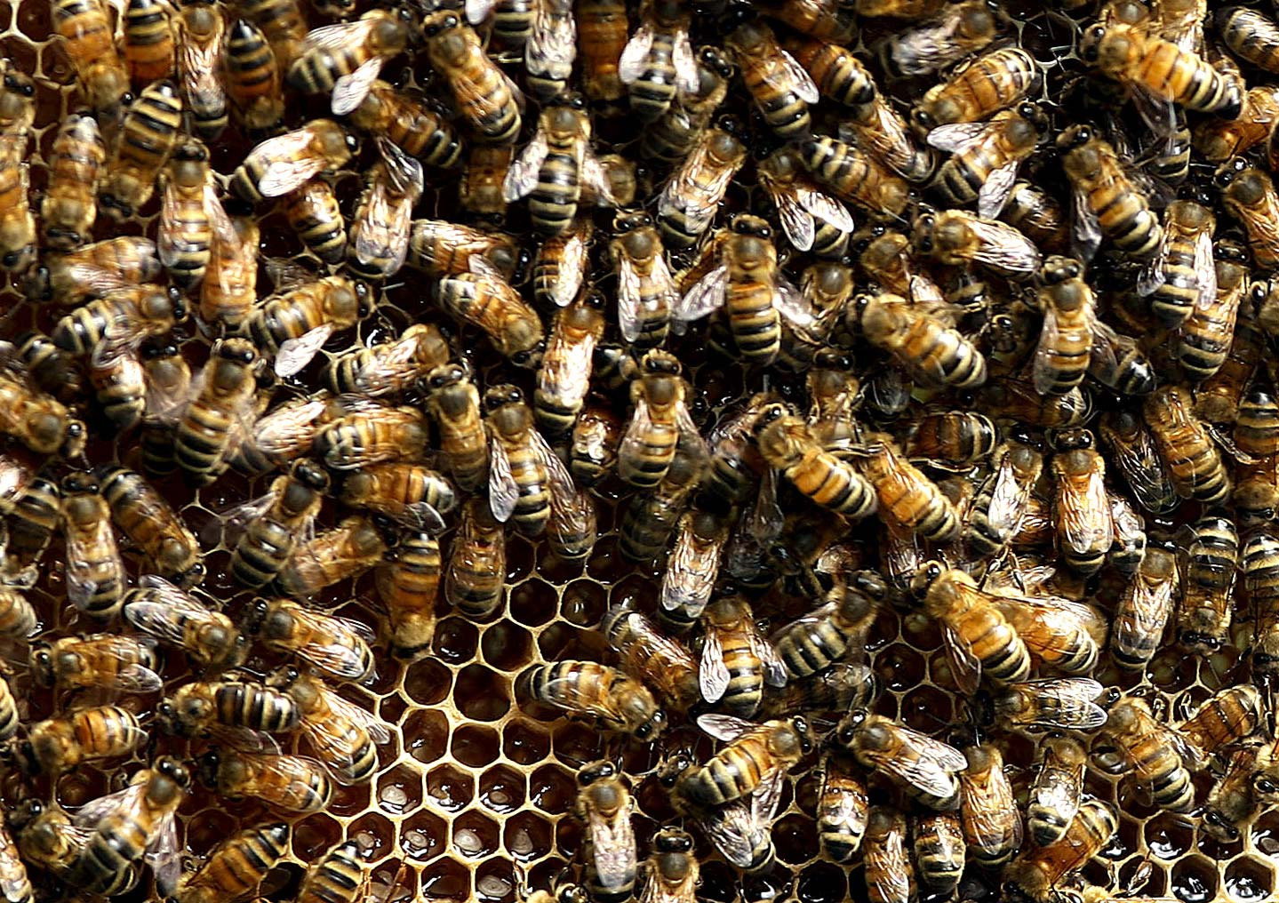 Bees crawl over a honeycomb section removed from one the bee