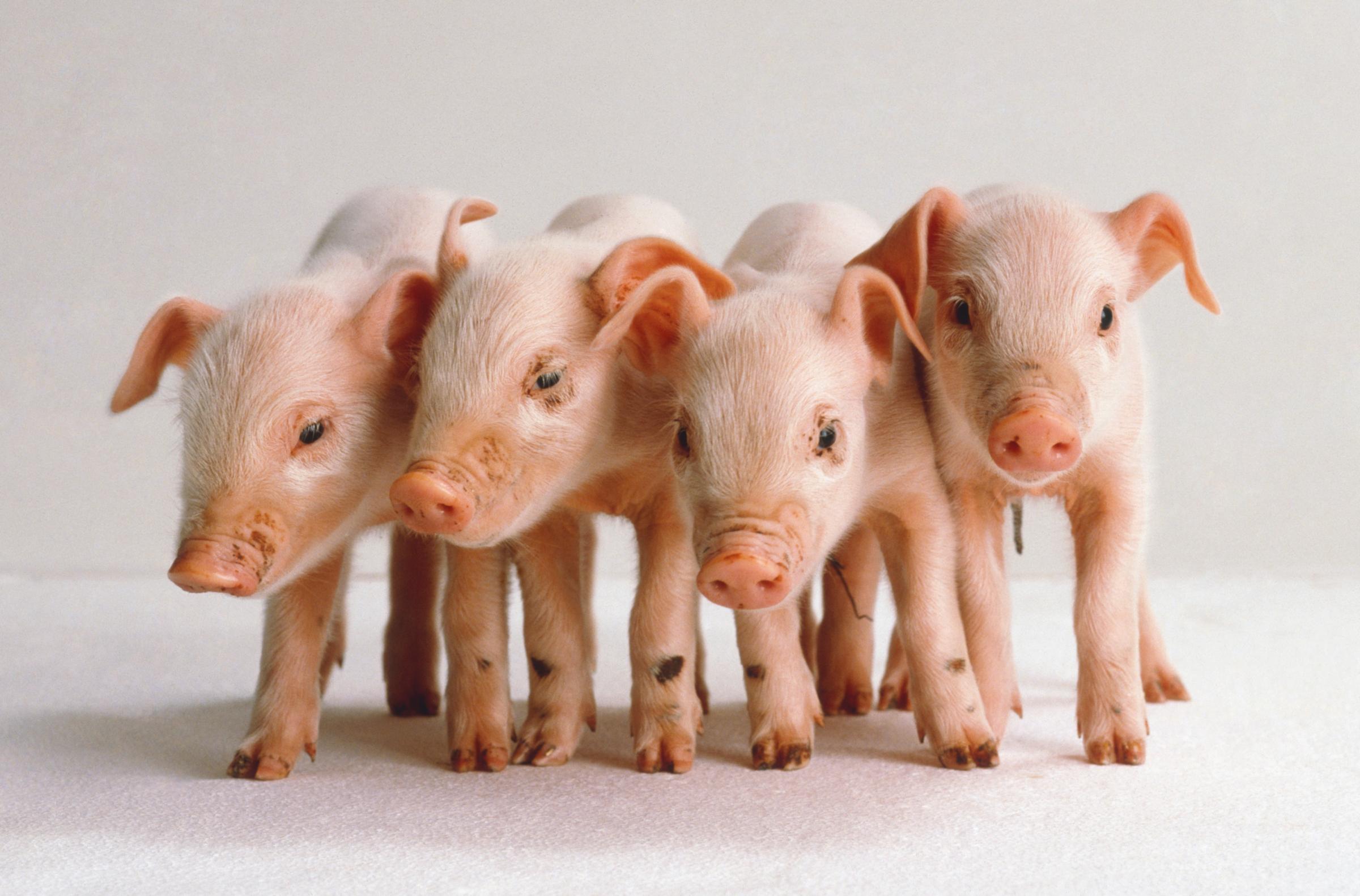 Four newborn pink piglets.