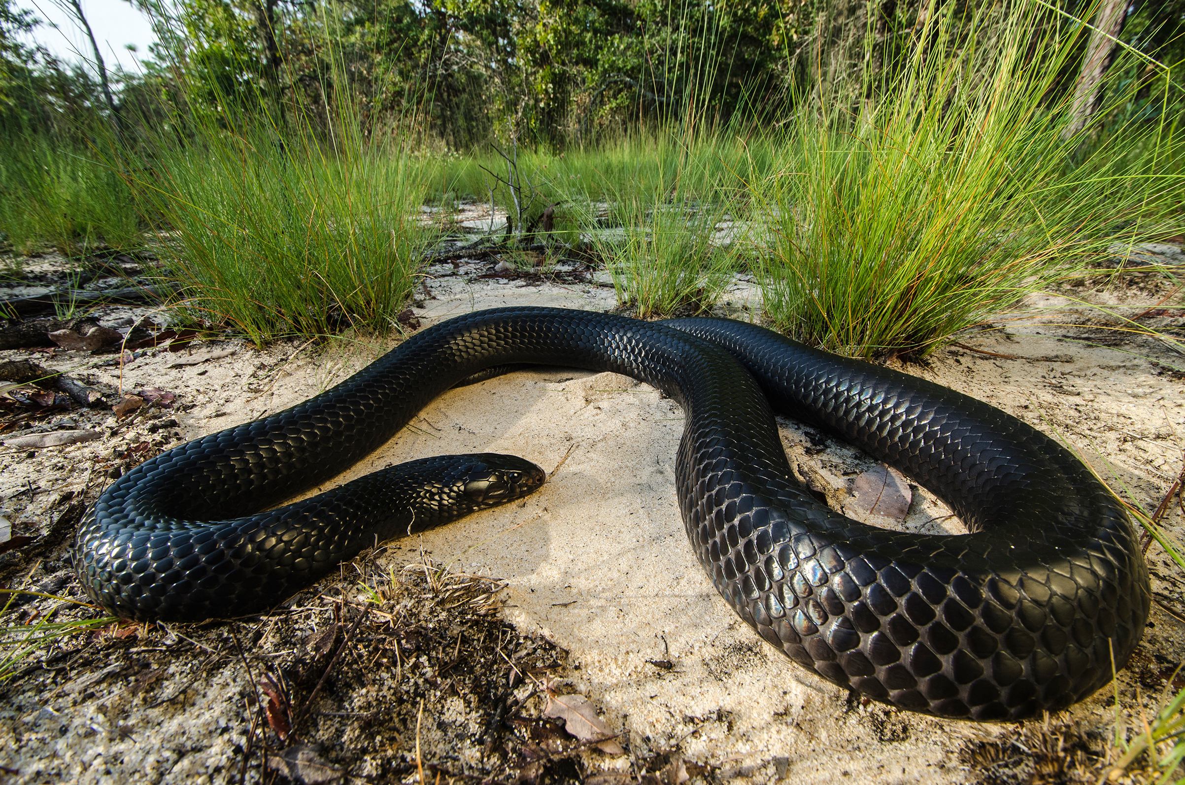 The eastern indigo snake (Drymarchon couperi) is a species of large nonvenomous colubrid snake native to the Eastern United States. It is of note as being the longest native snake species in the U.S. (Danita Delimont—Gallo Images/Getty Images)