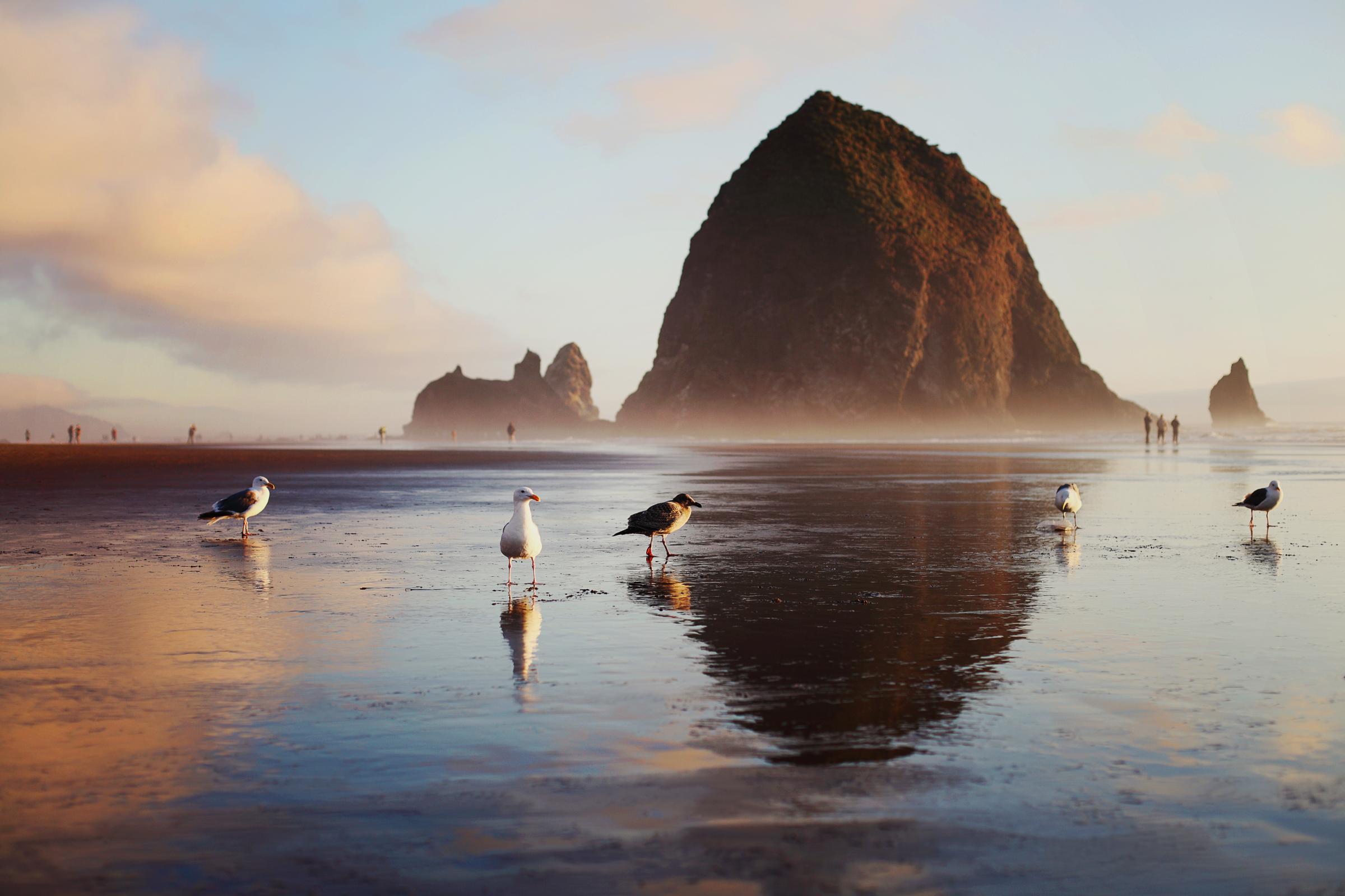 Seagulls and Haystack Rock at sunset