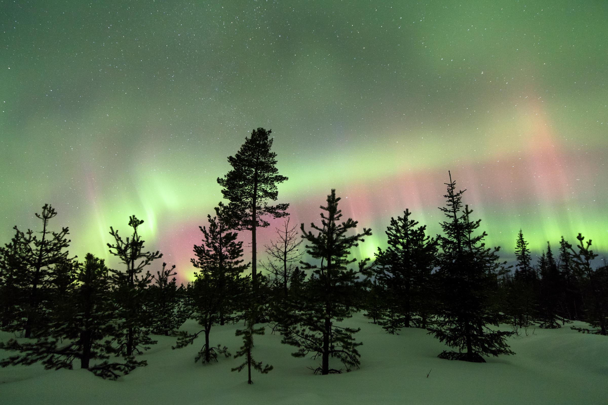 Colorful lights of the Northern Lights (Aurora Borealis) and starry sky on the snowy woods, Levi, Sirkka, Kittila, Lapland region, Finland, Europe