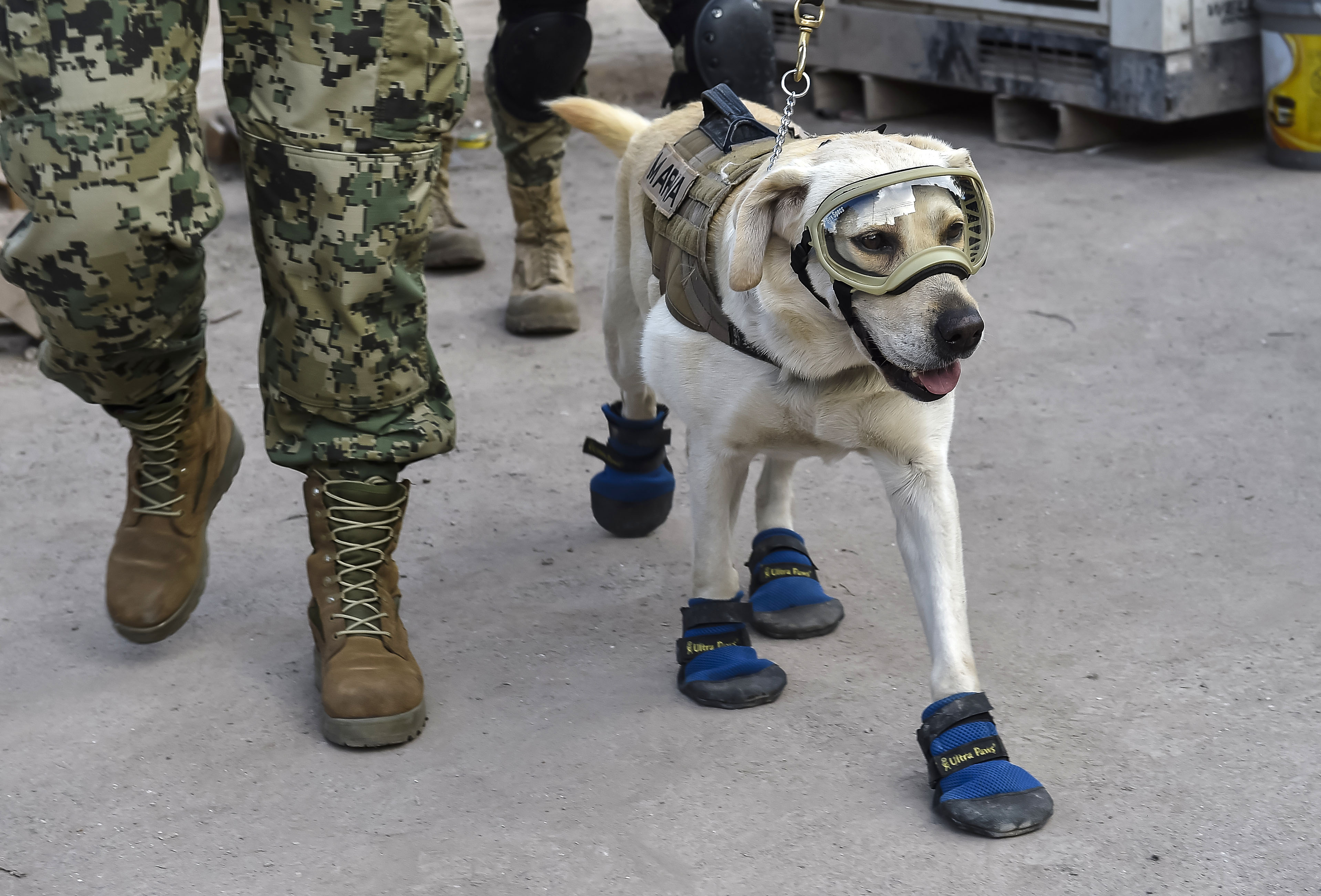 Frida, a rescue dog belonging to the Mexican Navy, with her handler Israel Arauz Salinas, takes part in the effort to look for people trapped at the Rebsamen school in Mexico City, on September 22, 2017, three days after the devastating earthquake that hit central Mexico. (OMAR TORRES&mdash;AFP/Getty Images)