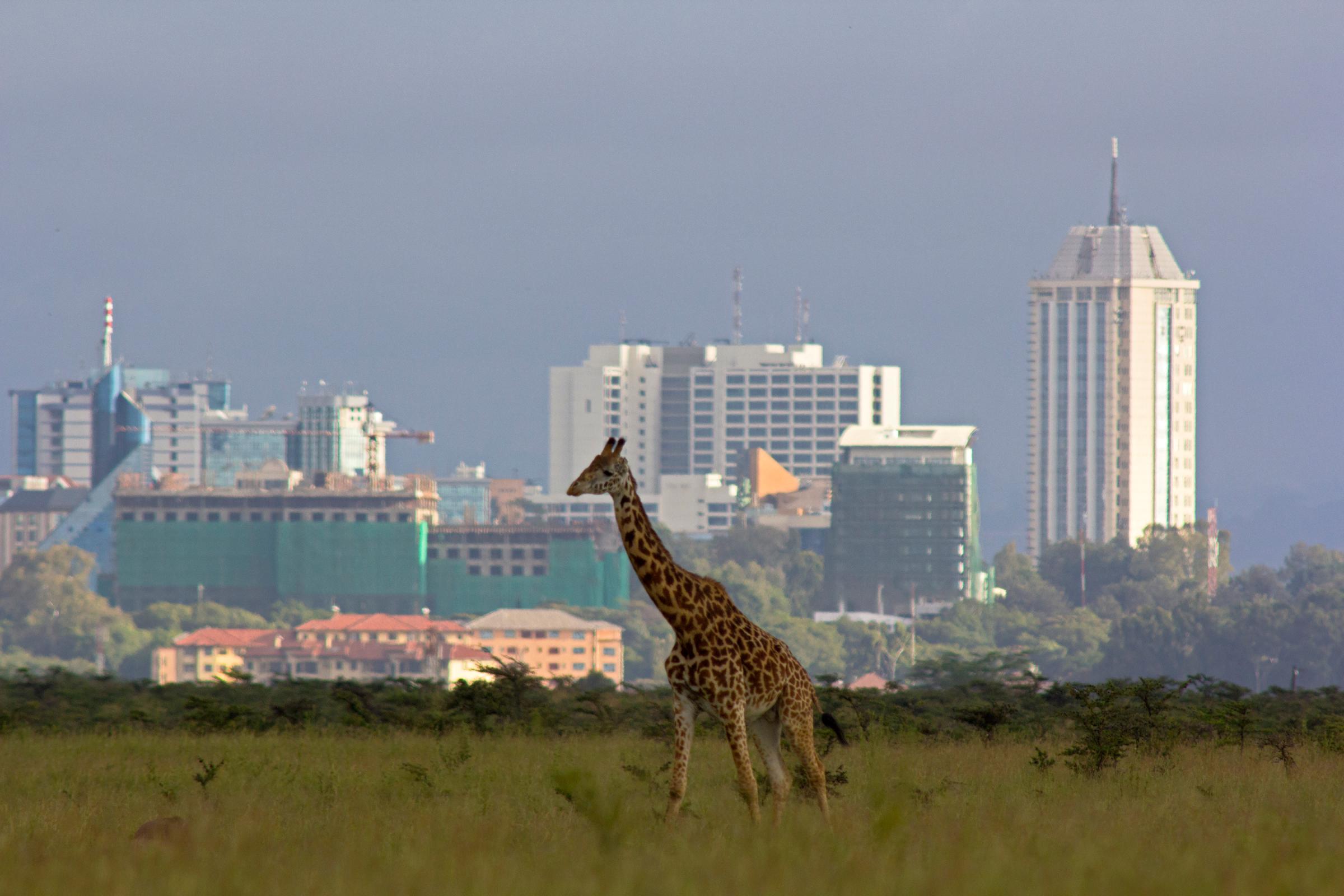 Giraffe against city skyline