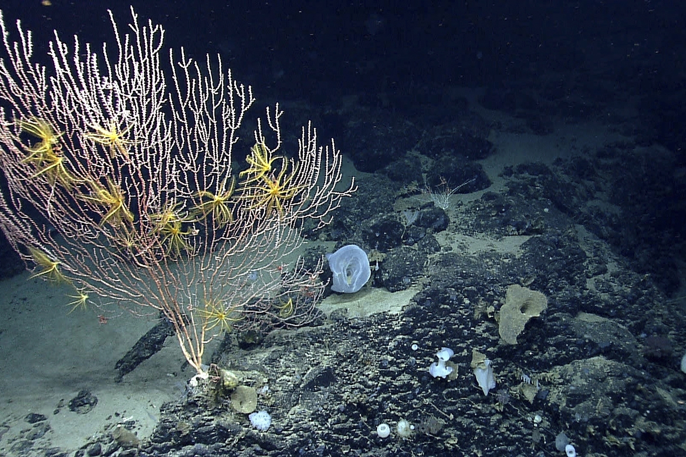 This undated file photo released by the National Oceanic and Atmospheric Administration made during the Northeast U.S. Canyons Expedition 2013, shows corals on Mytilus Seamount off the coast of New England in the North Atlantic Ocean. (NOAA Office of Ocean Exploration—AP)