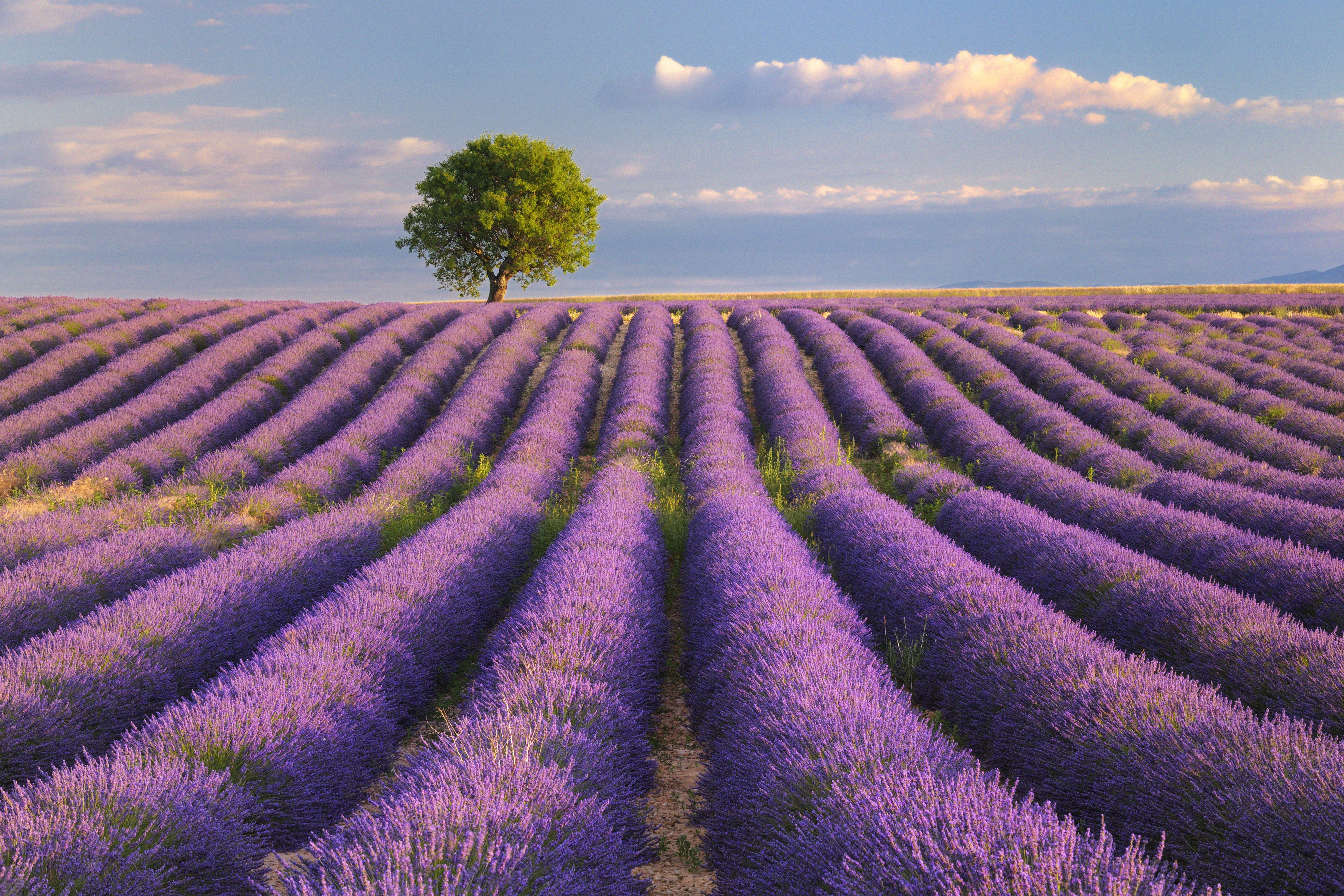 Lavender field with tree