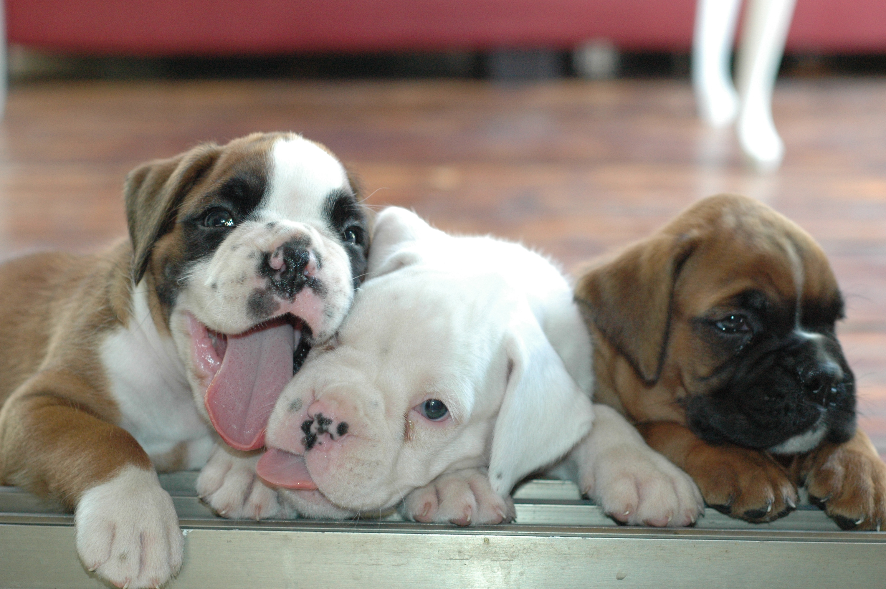 The world's most adorable puppies