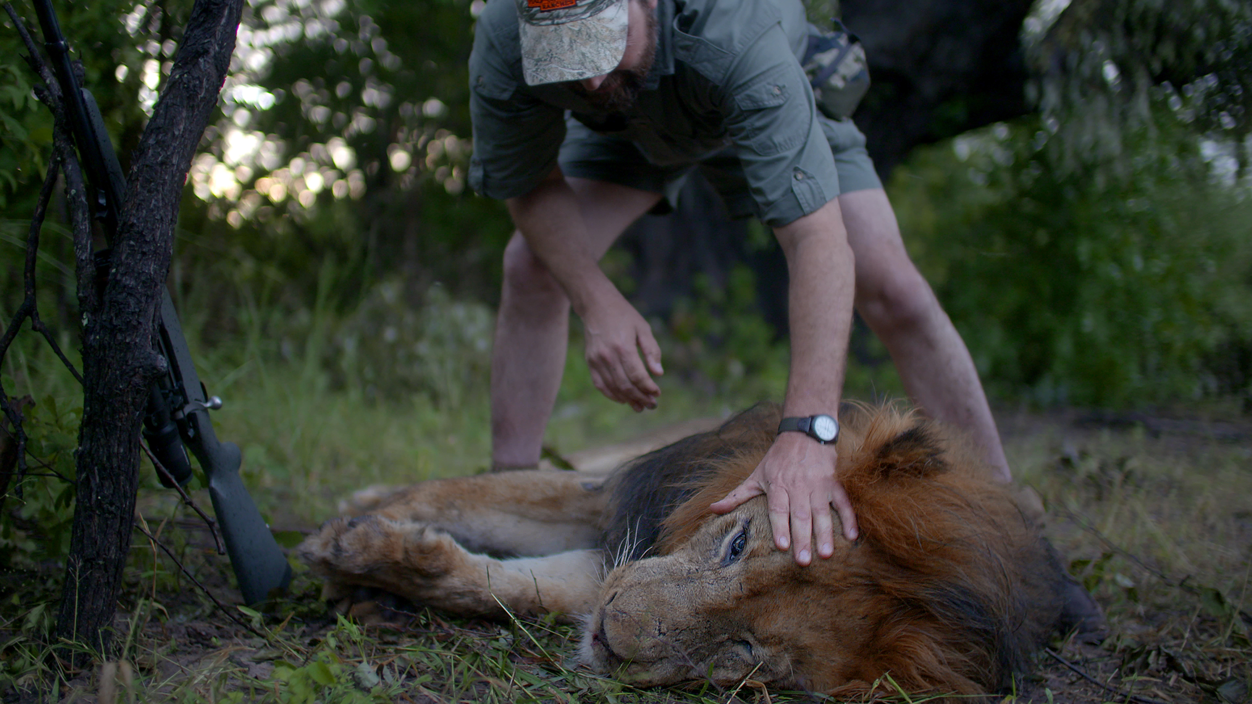 Philip Glass, an American hunter from St. Angelo Texas, pets the mane of the lion he hunted in Zimbabwe, in April 2016. (Reel Peak Films)