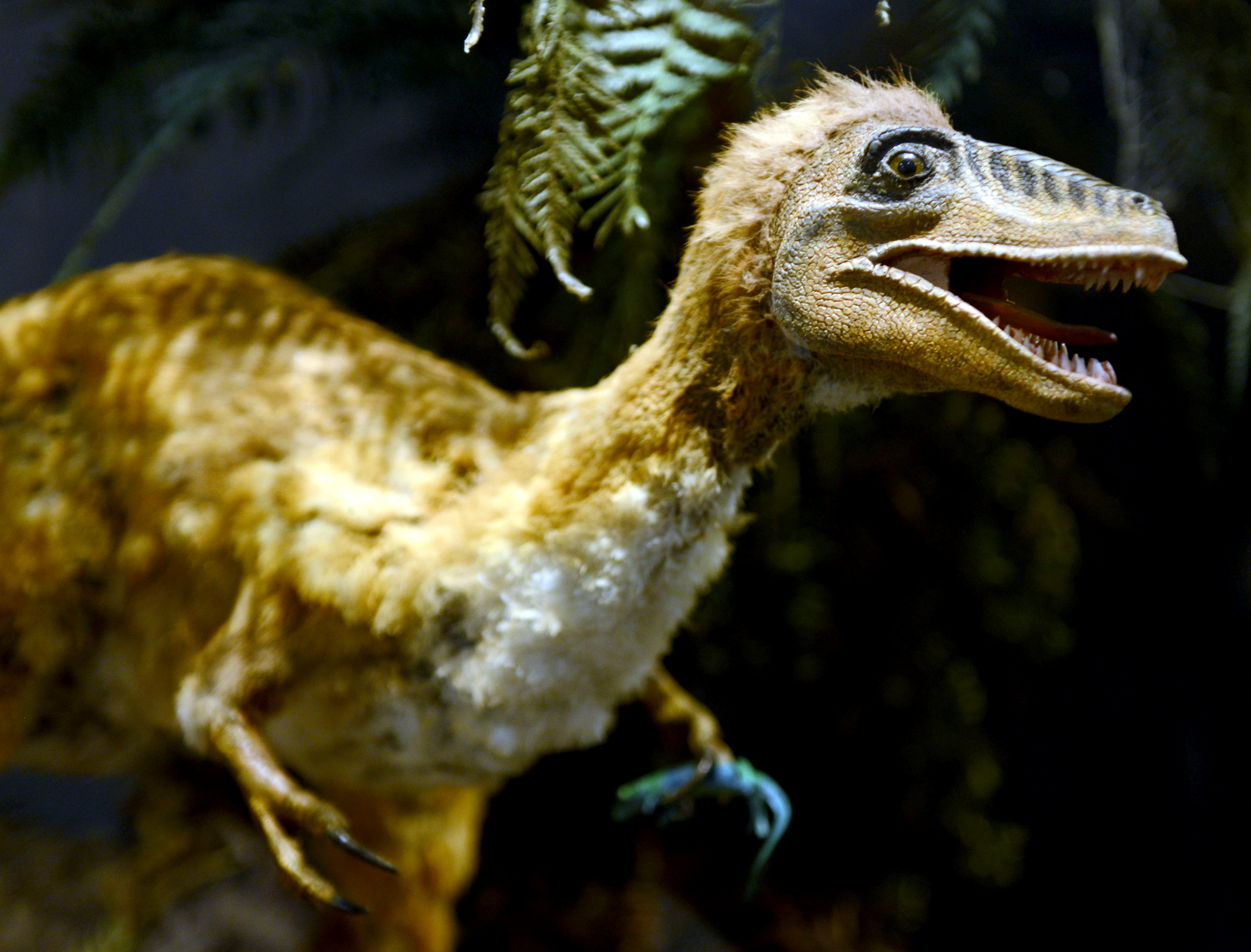 A model of an Sinosauropteryx prima in the exhibition "Dinosaurs" at the LWL Natural History Museum in Muenster, Germany, 25 September 2014. (Caroline Seidel/picture-alliance/dpa/AP)