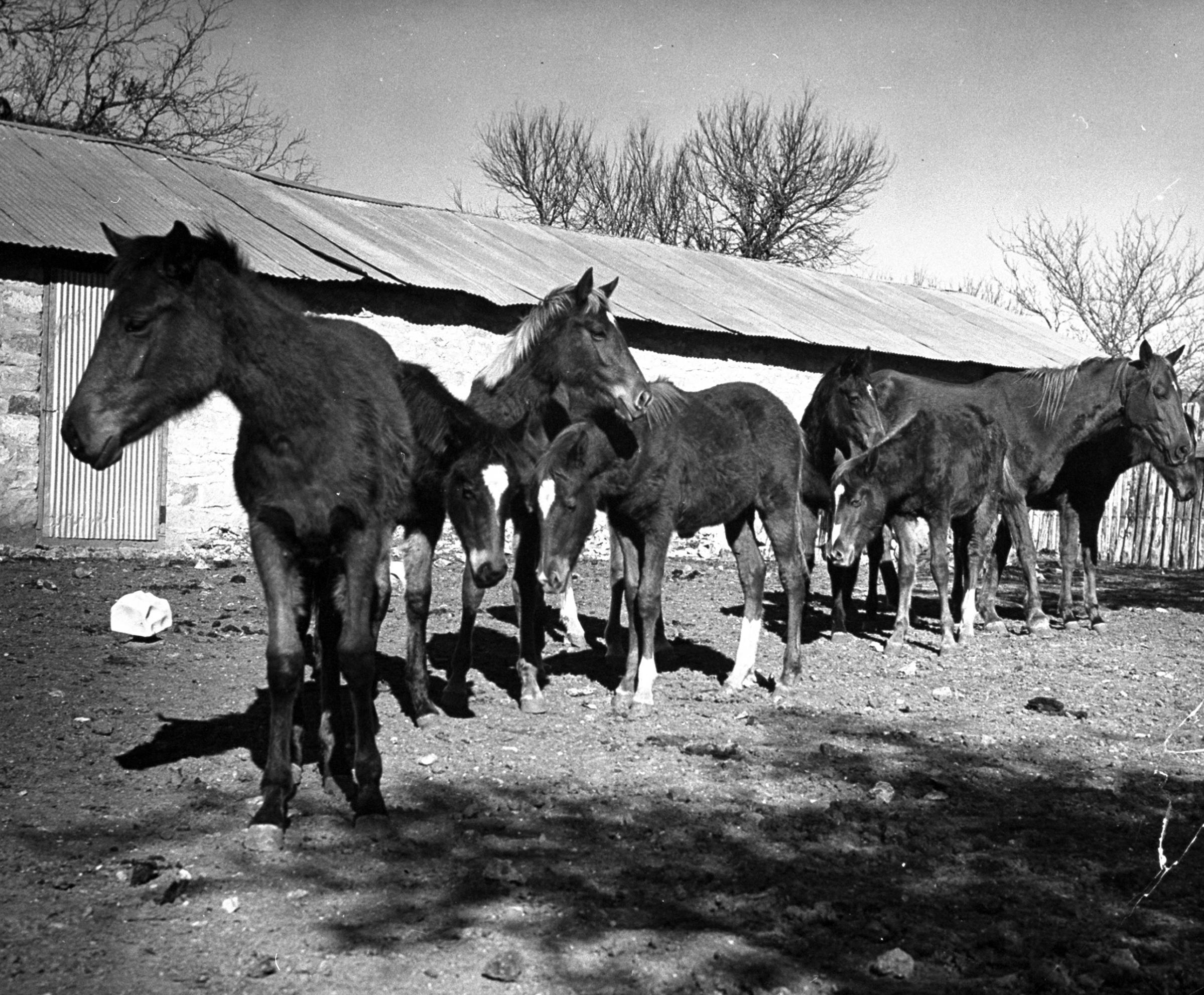 Polo ponies standing in corral at the Peachtree Ranch in Texas, 1939.