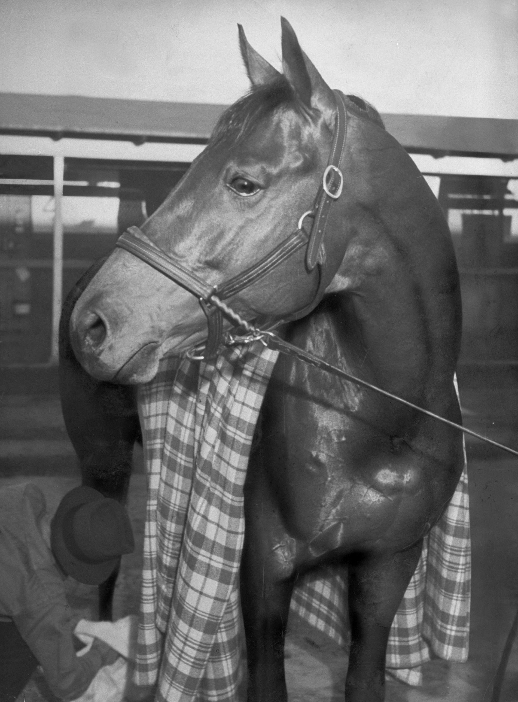 Championship horse Seabiscuit standing in stall after winning Santa Anita Handicap, 1940.