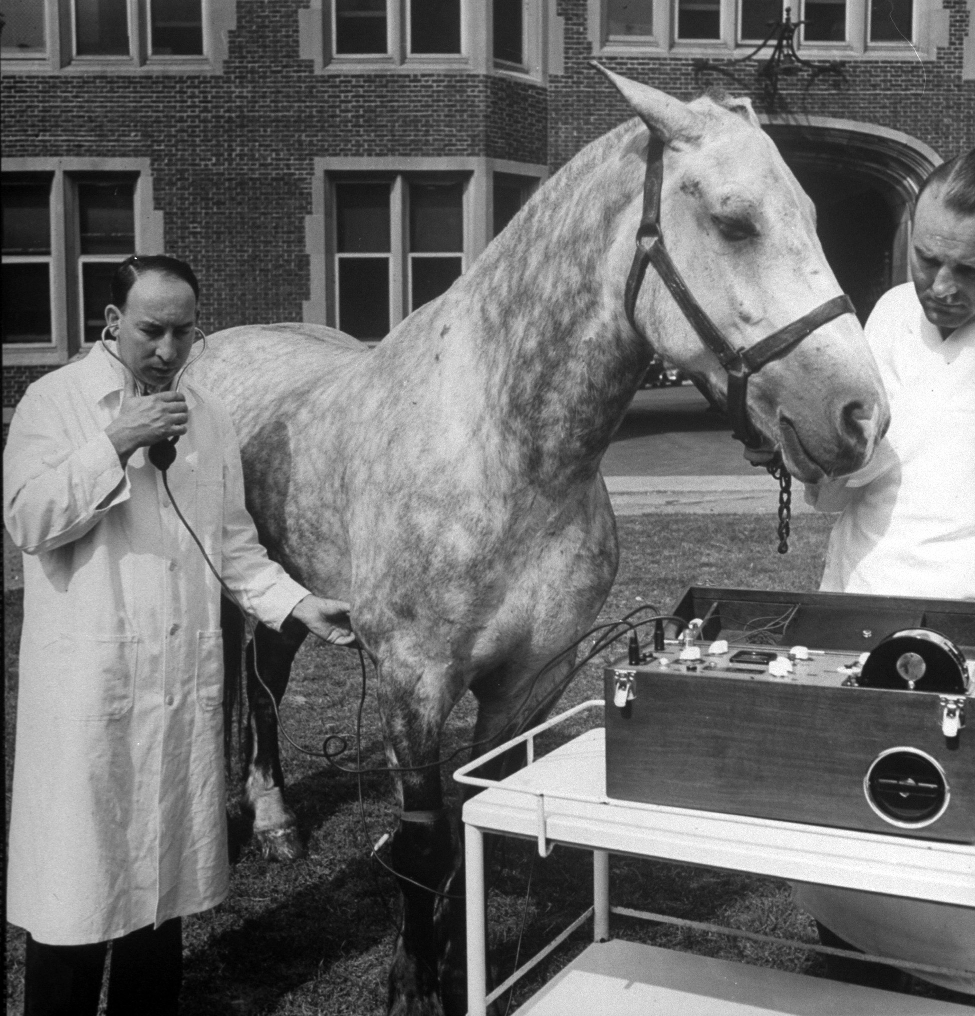 Doctor listening to horse's heart beats with stethoscope and recording them on Stetho-Cardiette at University of Pennsylvania's School of Veterinary Medicine, 1940.