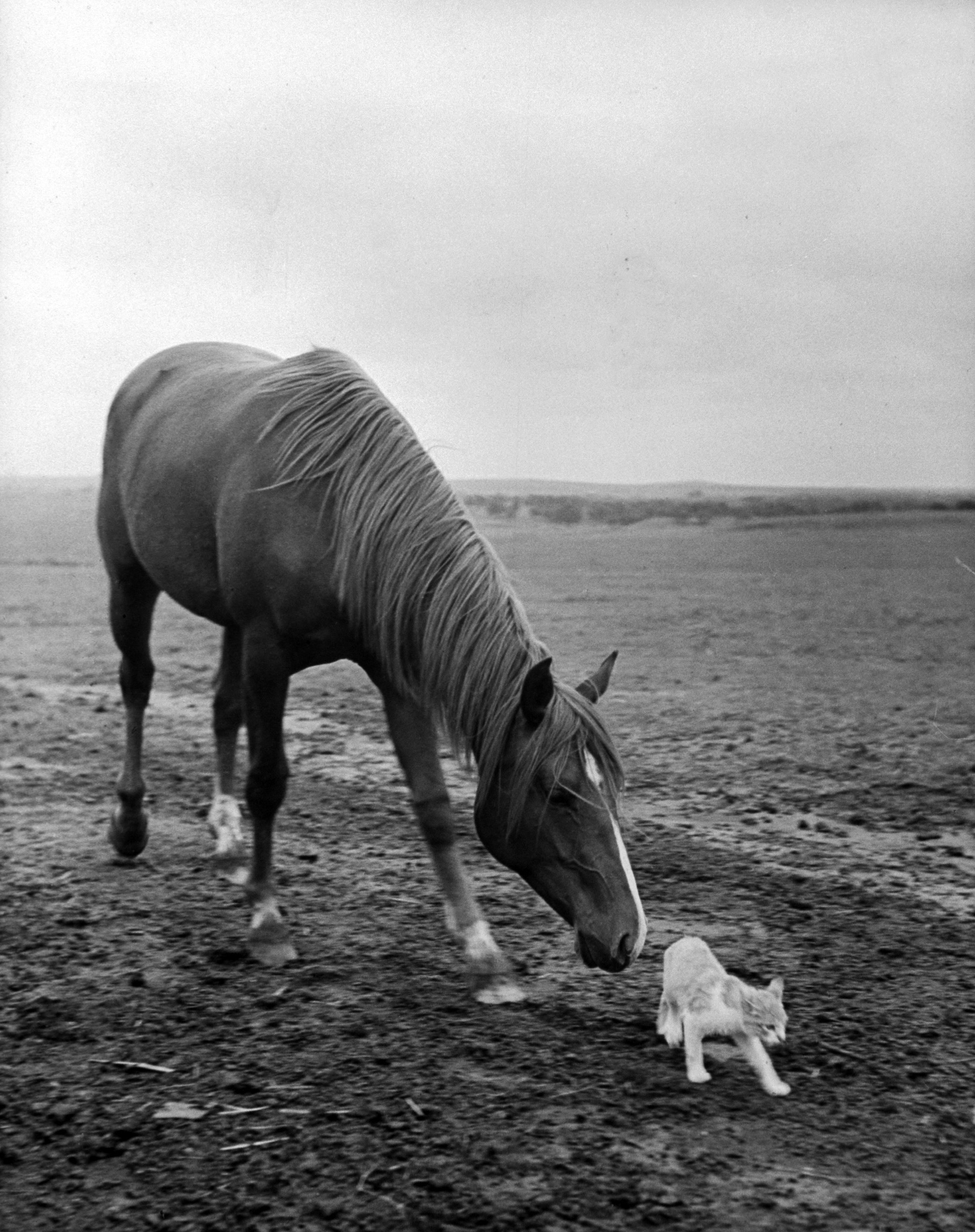 Stallion trying to make friends with a barn cat, 1943.